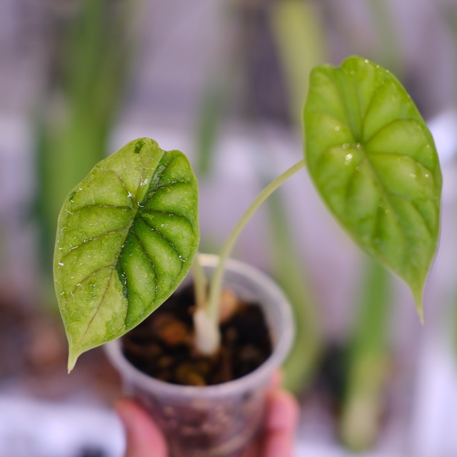 Alocasia dragon scale varigated⑤│アロカシア ドラゴンスケール 斑入│観葉植物