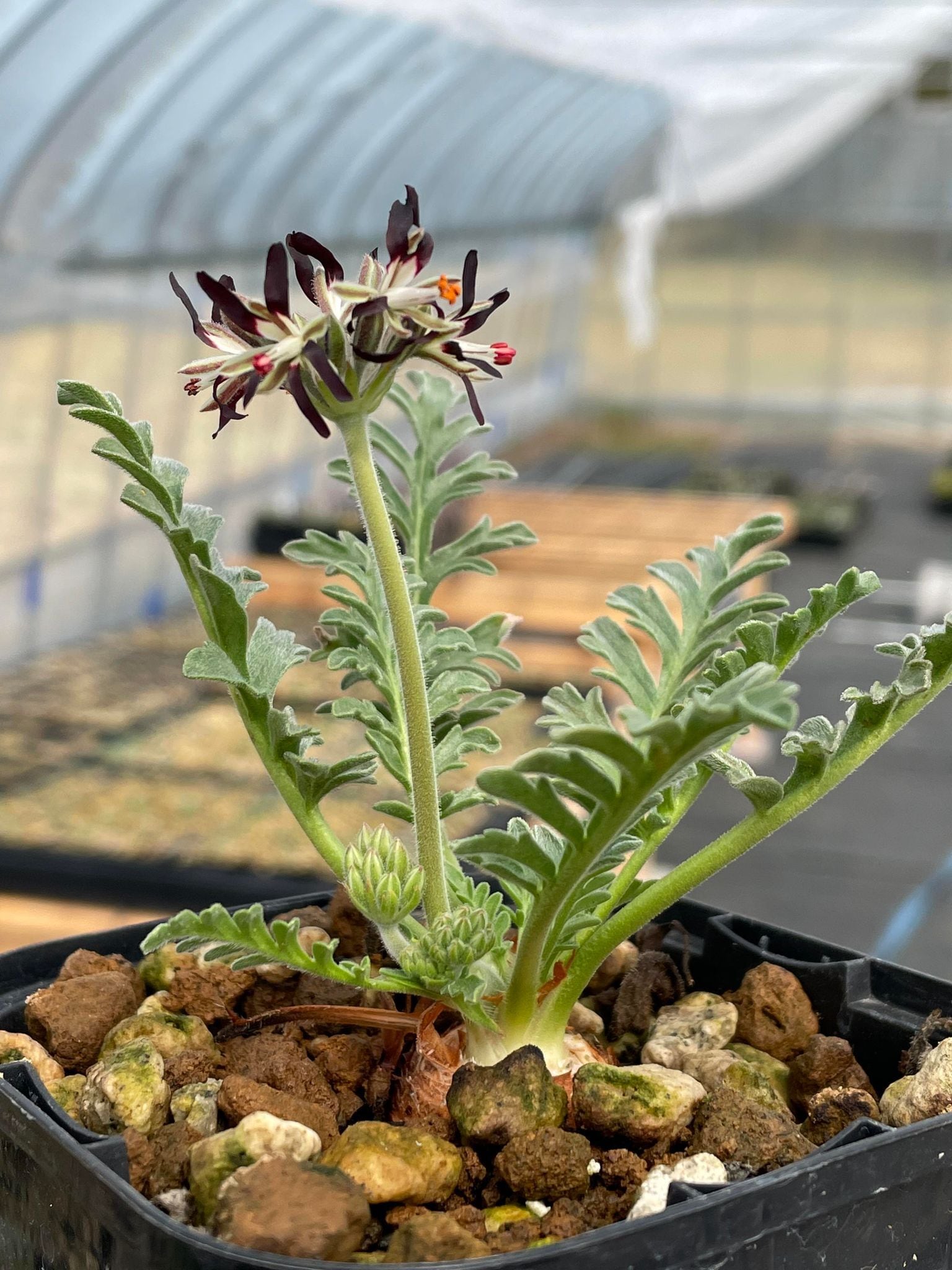 極太 ペラルゴニウム コチレドニス 実生株 コーデックス 観葉植物