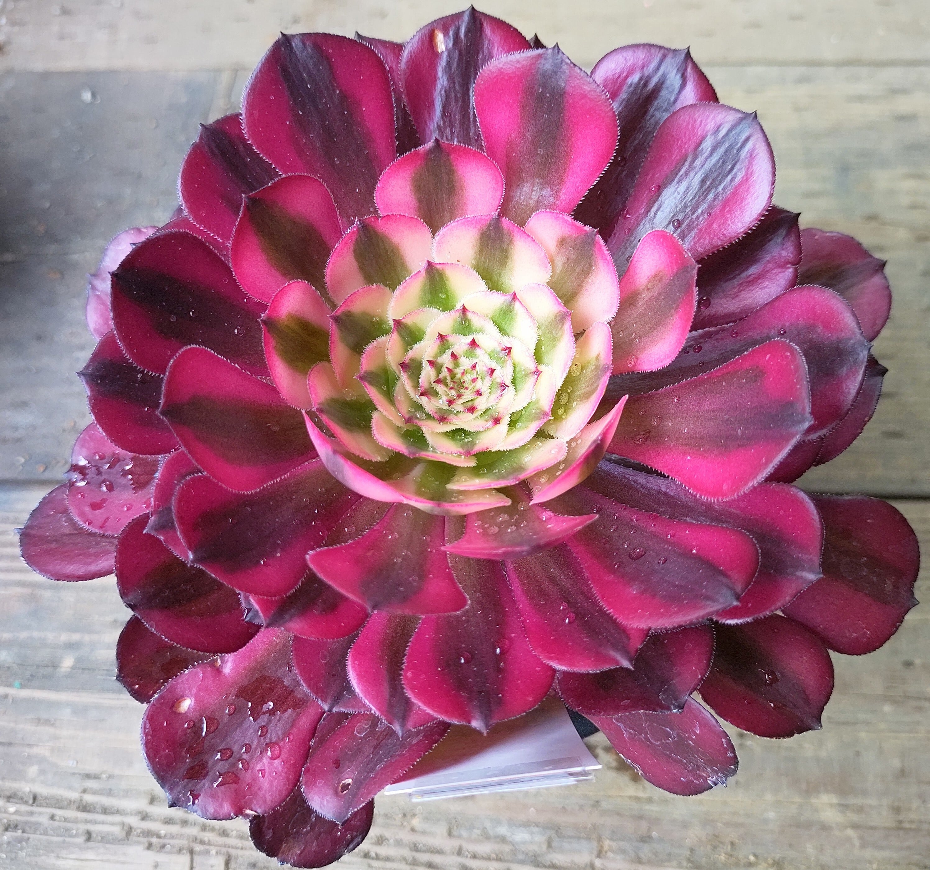 法師錦(アエオニウム) | RuPo 多肉植物専門店