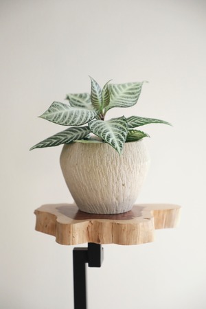 【S】アフェンドラ シルバークラウド/Aphelandra squarrosa Silver Cloud　※ストーンポットカバー付き