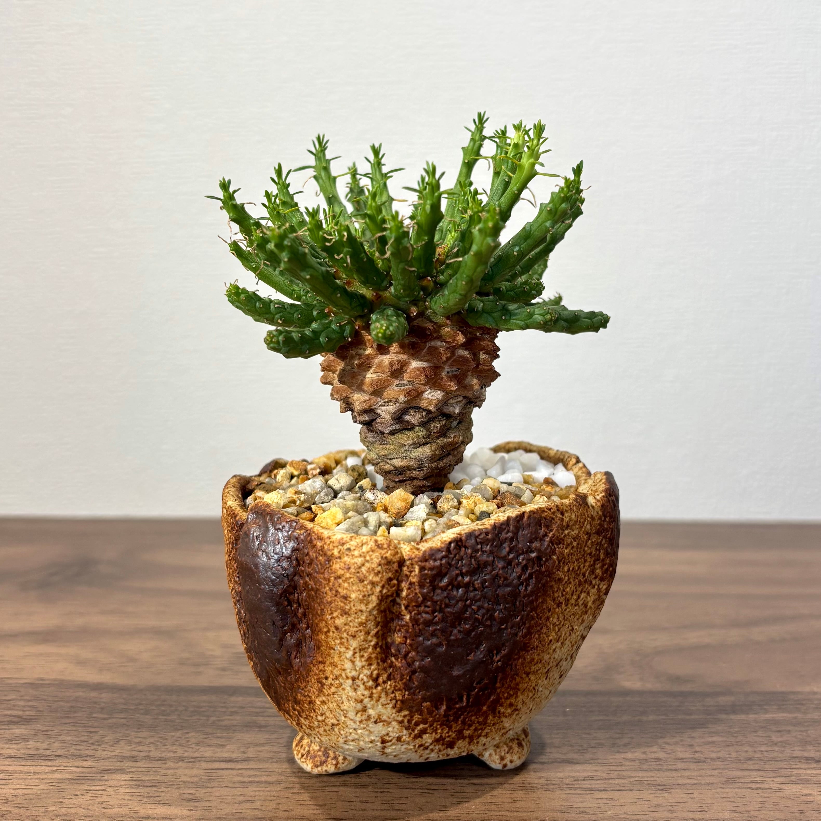 多肉植物 アエオニウム 孔雀白錦 レア #sb 5 | PAY ID