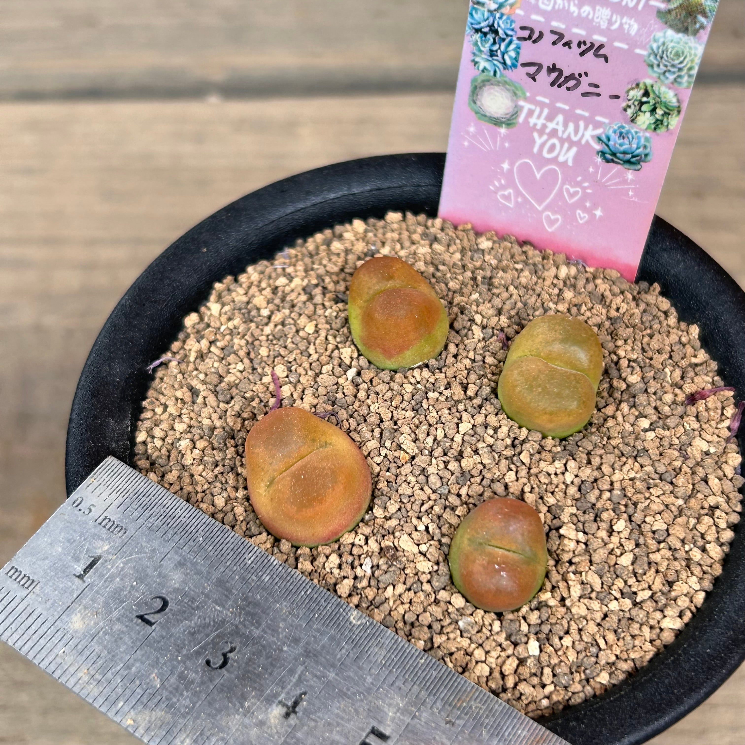 Waka 1114さん専用‼️ Waka 1114さん専用‼️ Waka 1114さん専用‼️ wakaさん専用