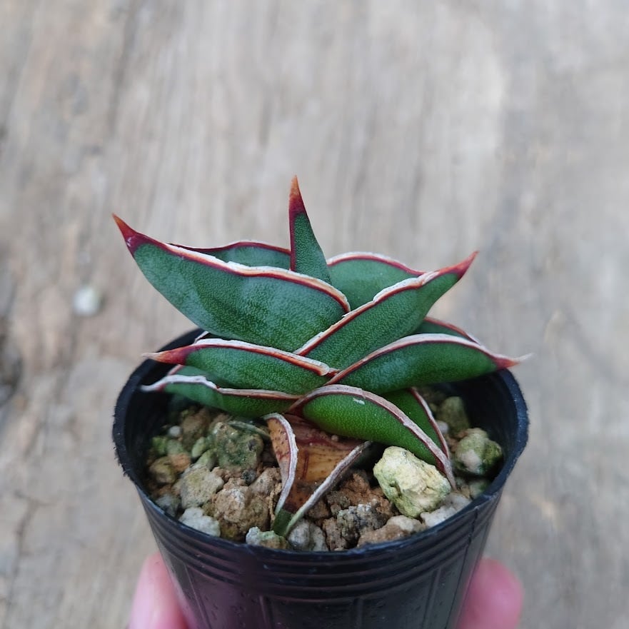サンスベリア　ビューティークイーン　インドネシア直輸入株　ユーフォルビア　ロリダ Sansevieria rorida サンスベリア ロリダ 5 | 多肉植物ハオルチア
