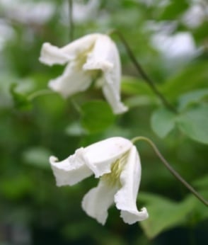 カイウ　C. 'Kaiu'　-ヴィオルナ系　K-35