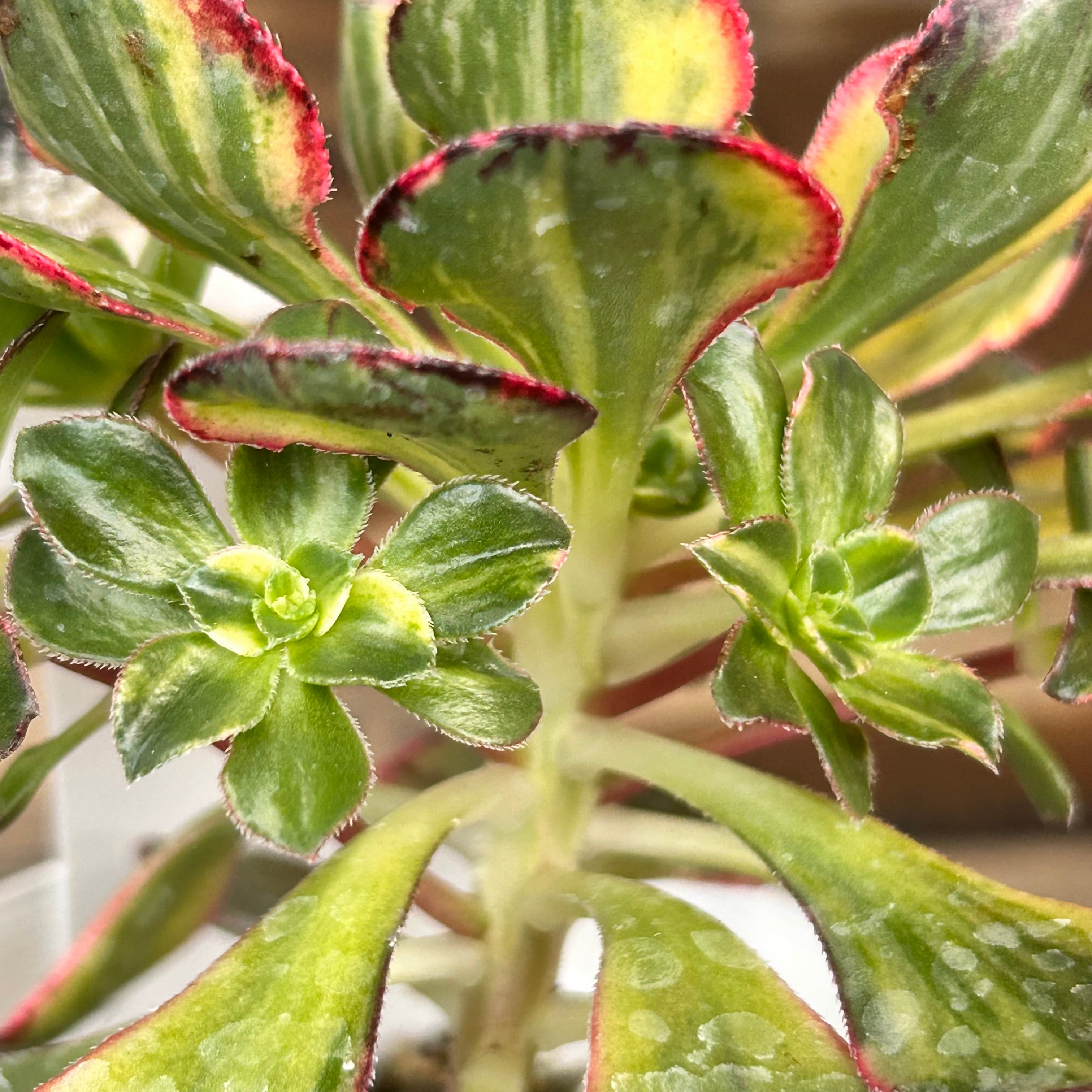 彩蝶 アエオニウム | RuPo 多肉植物専門店