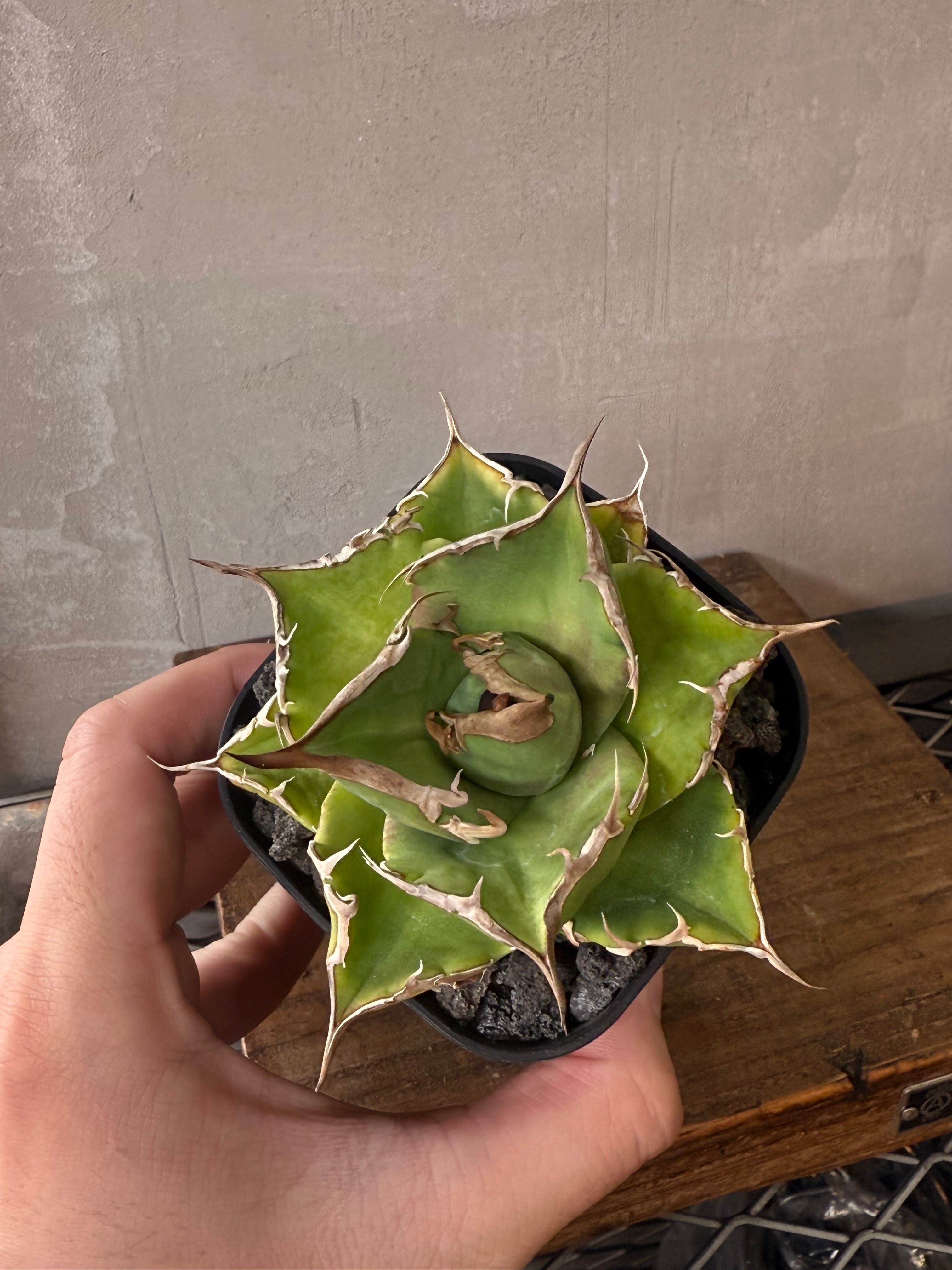 最終セール　Agave titanota Griffin グリフィン　イラン株 agave titanota
