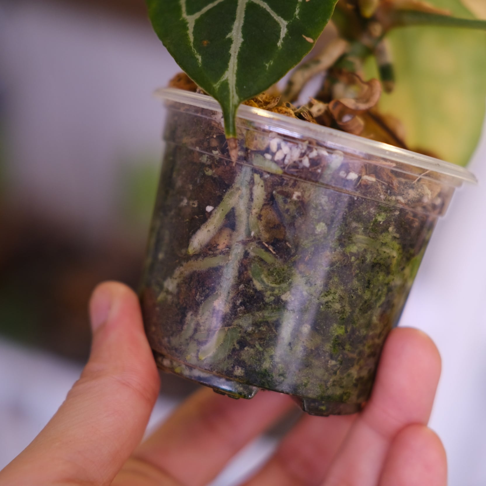 Anthurium chocolate × Anthurium Red crystallinum NSE｜アンスリウム