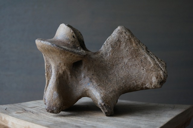 黒龍江省産古代大型哺乳類脊椎骨  Vertebra 2392