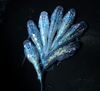 【現物】ロイヤルブルーショート　3ペア+1