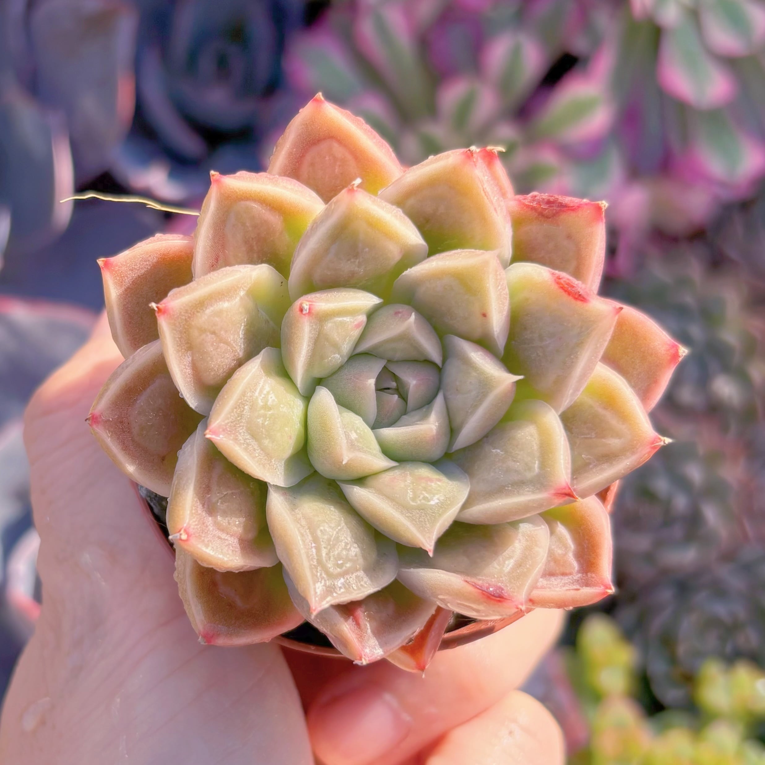 現品　ドクターストレンジ#M095　るる農園