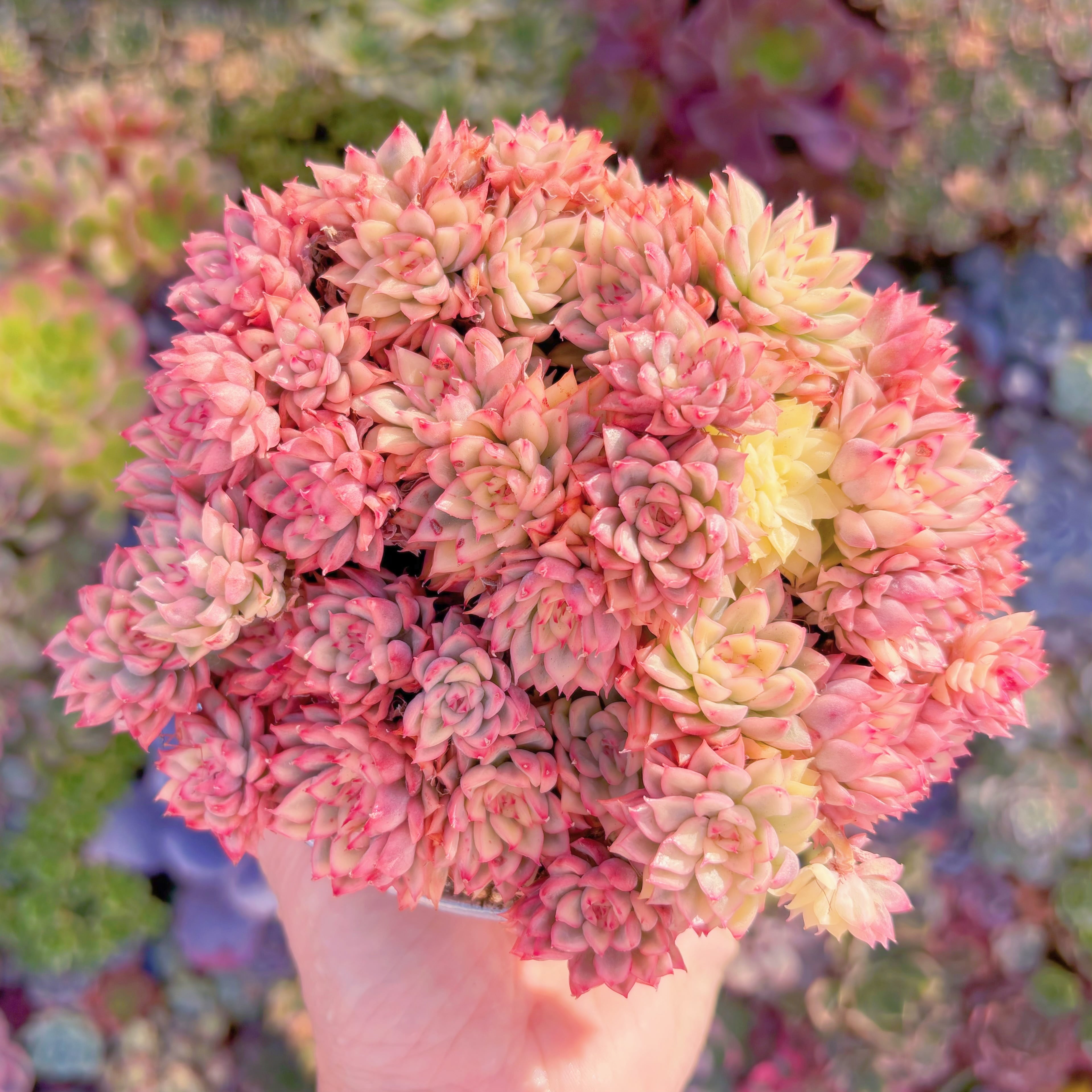 現品　女雛錦#A086　特大群生　新入荷　るる農園