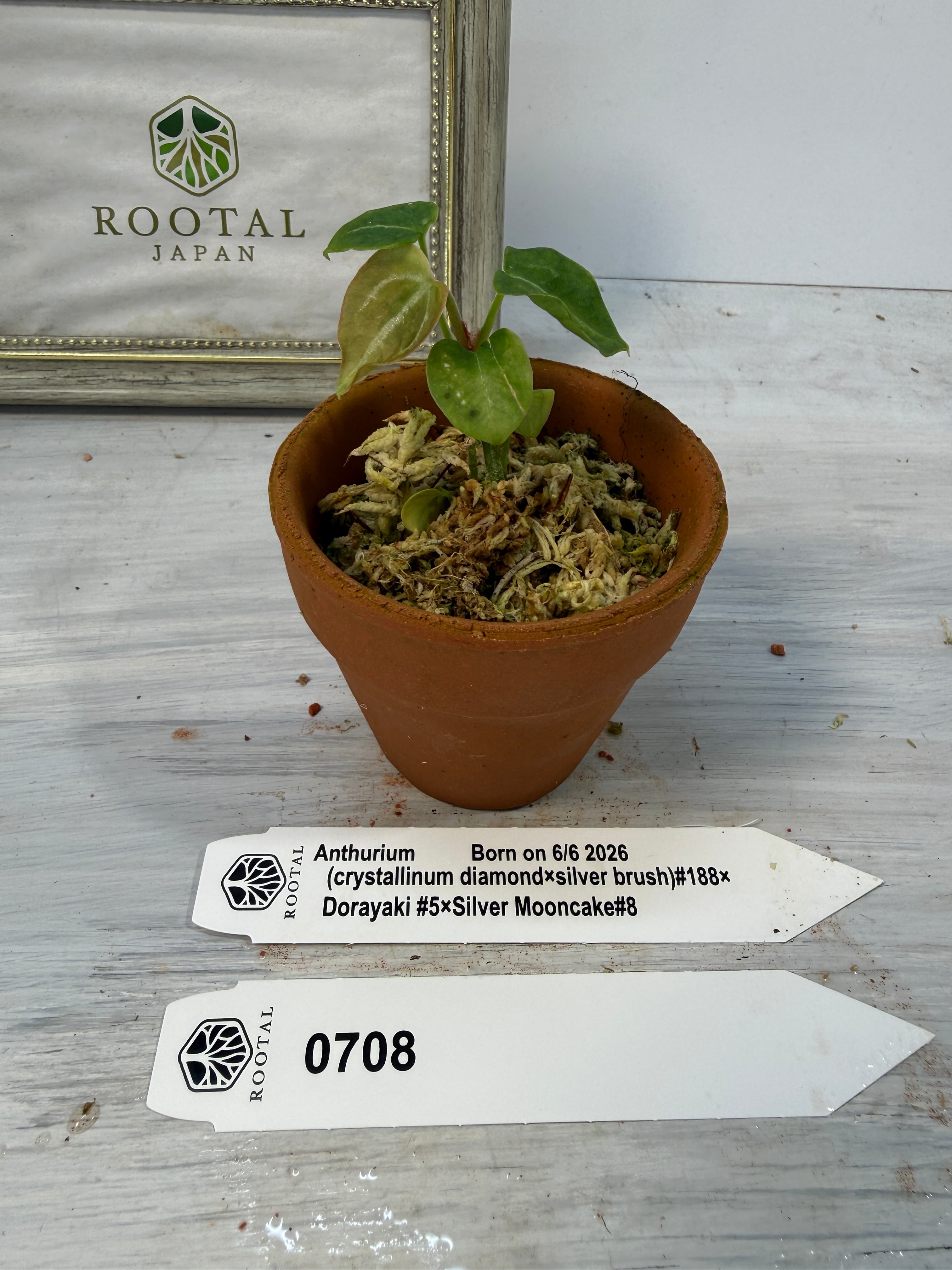 ROOTALPLANTS