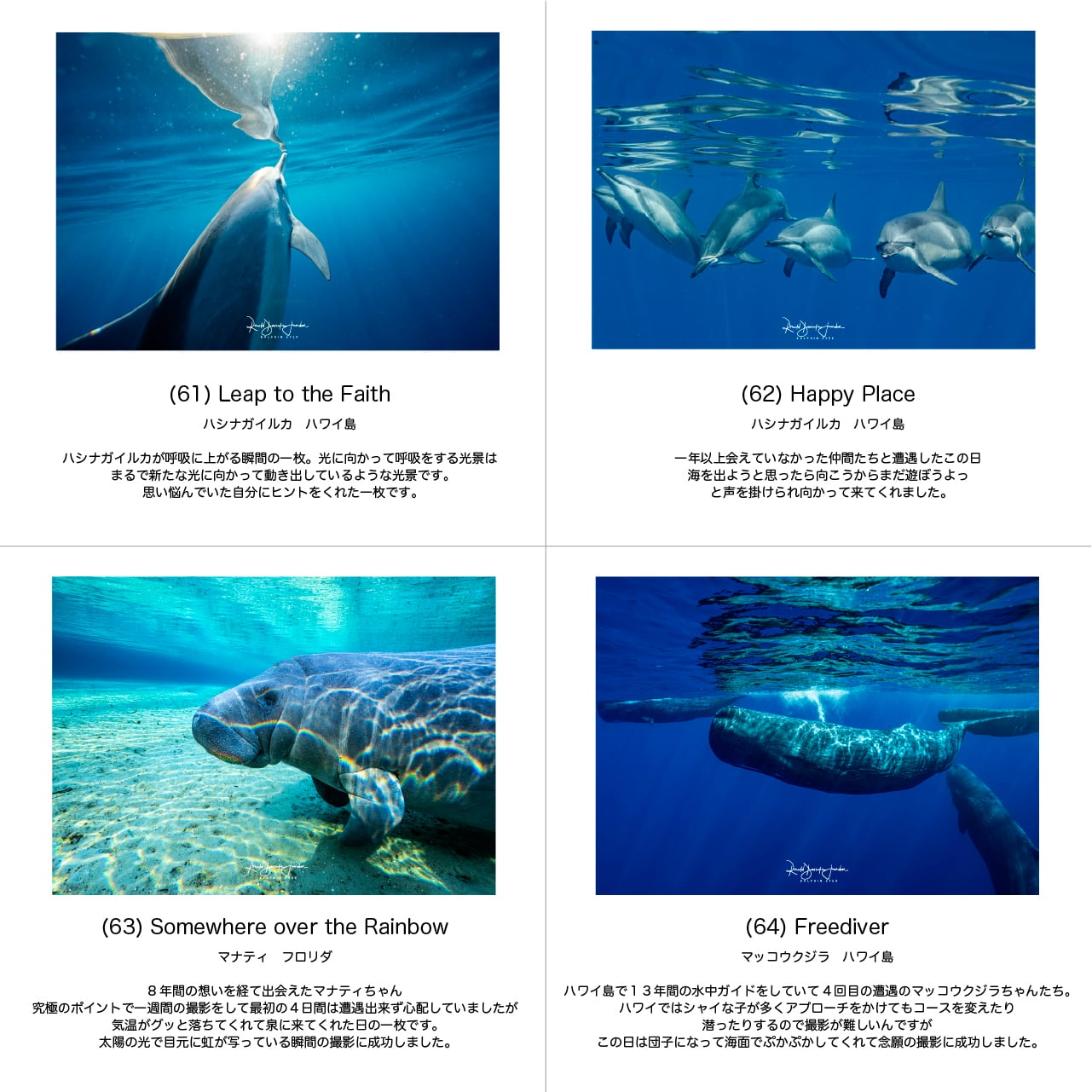 DOLPHIN EYES｜イルカ・クジラの水中写真パネル A3サイズ相当【全54