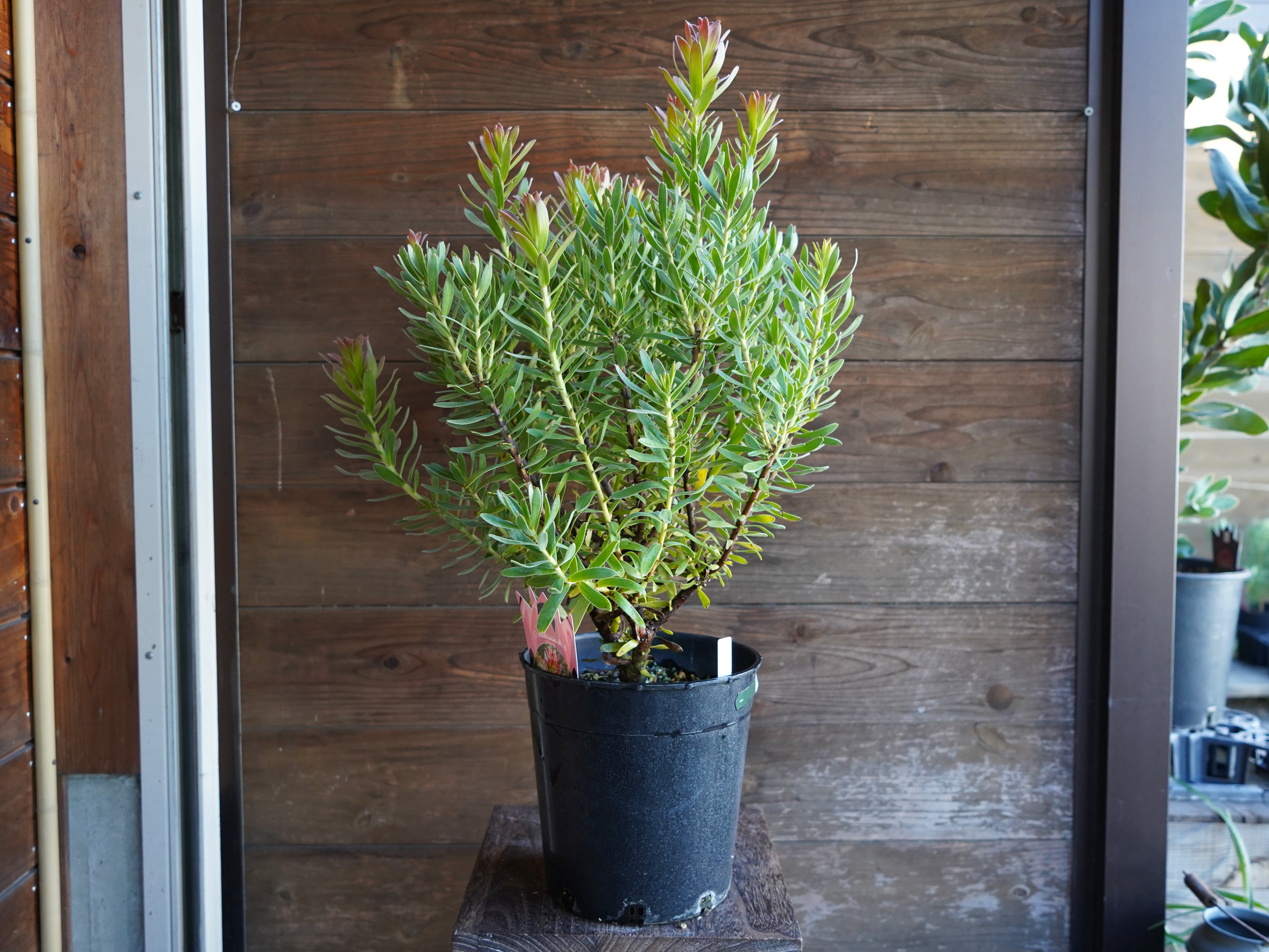 【現物】ミメテス　”クラッカージャックレッド”