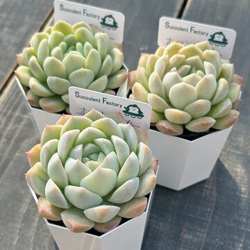 SALE❣️多肉植物 ドロサンテマム キラキラ 氷川 抜き苗 1株 | PAY ID