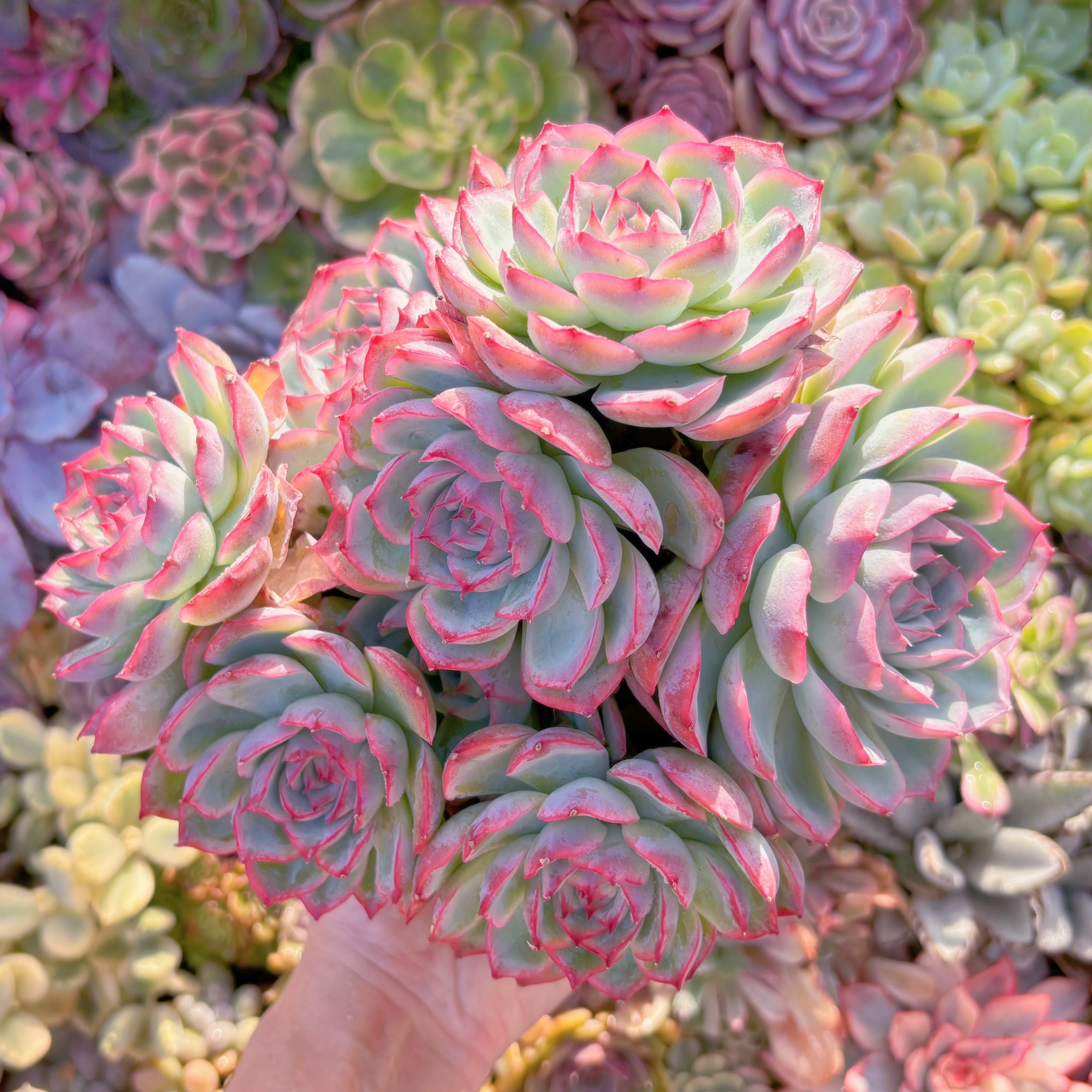 現品　シルエット#B46　特大群生　新入荷　るる農園