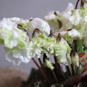 冬から春に楽しむ寄せ植え　シクラメン森の妖精とNorthIslandビオラのシックカラーのハボタンのバスケットの寄せ植え　お正月にオススメ　届いてすぐ玄関に飾れる 　プレゼントにもオススメ　