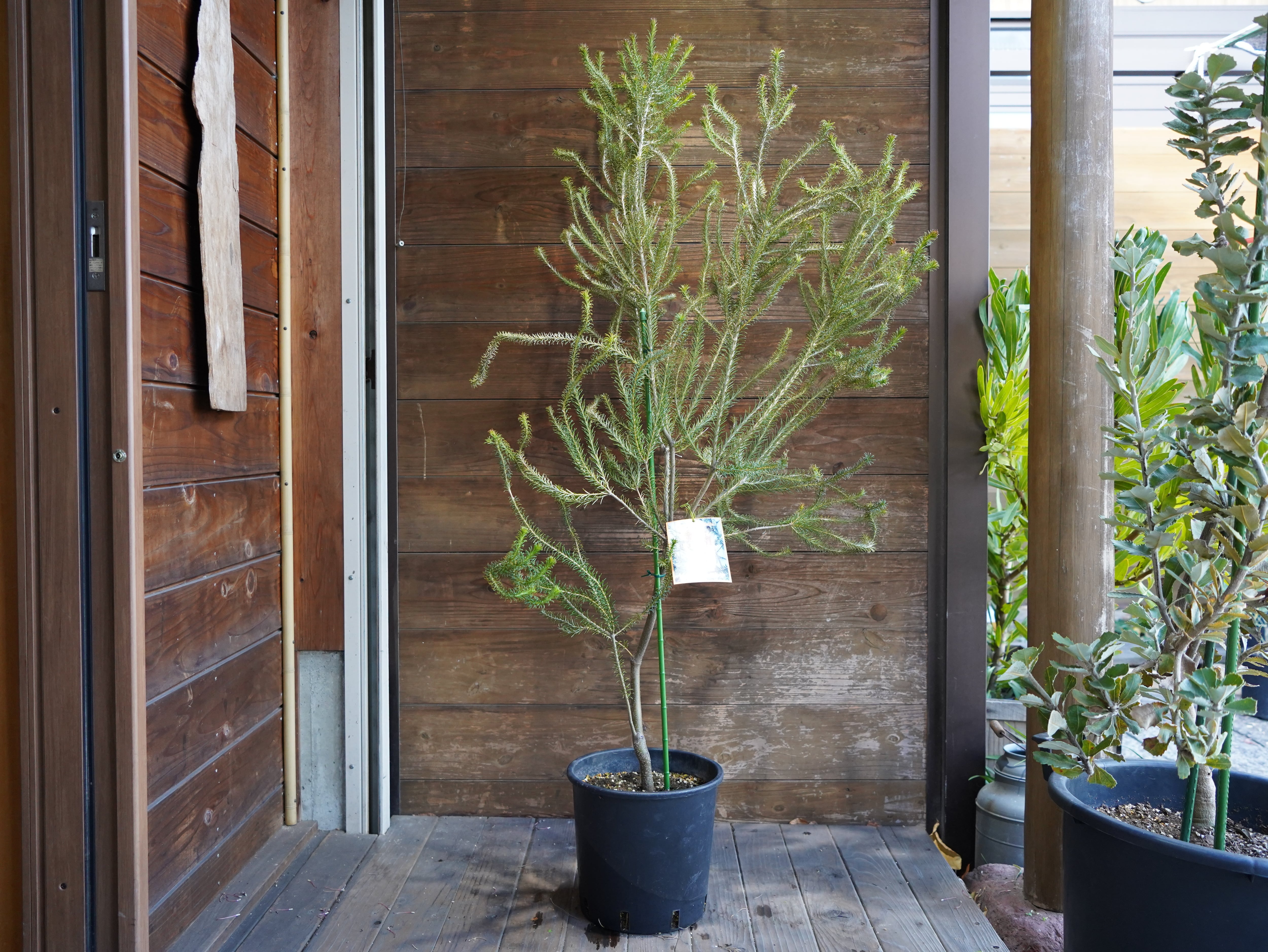 【現物】バンクシア　”エリシフォリア” (ヒースバンクシア)　A