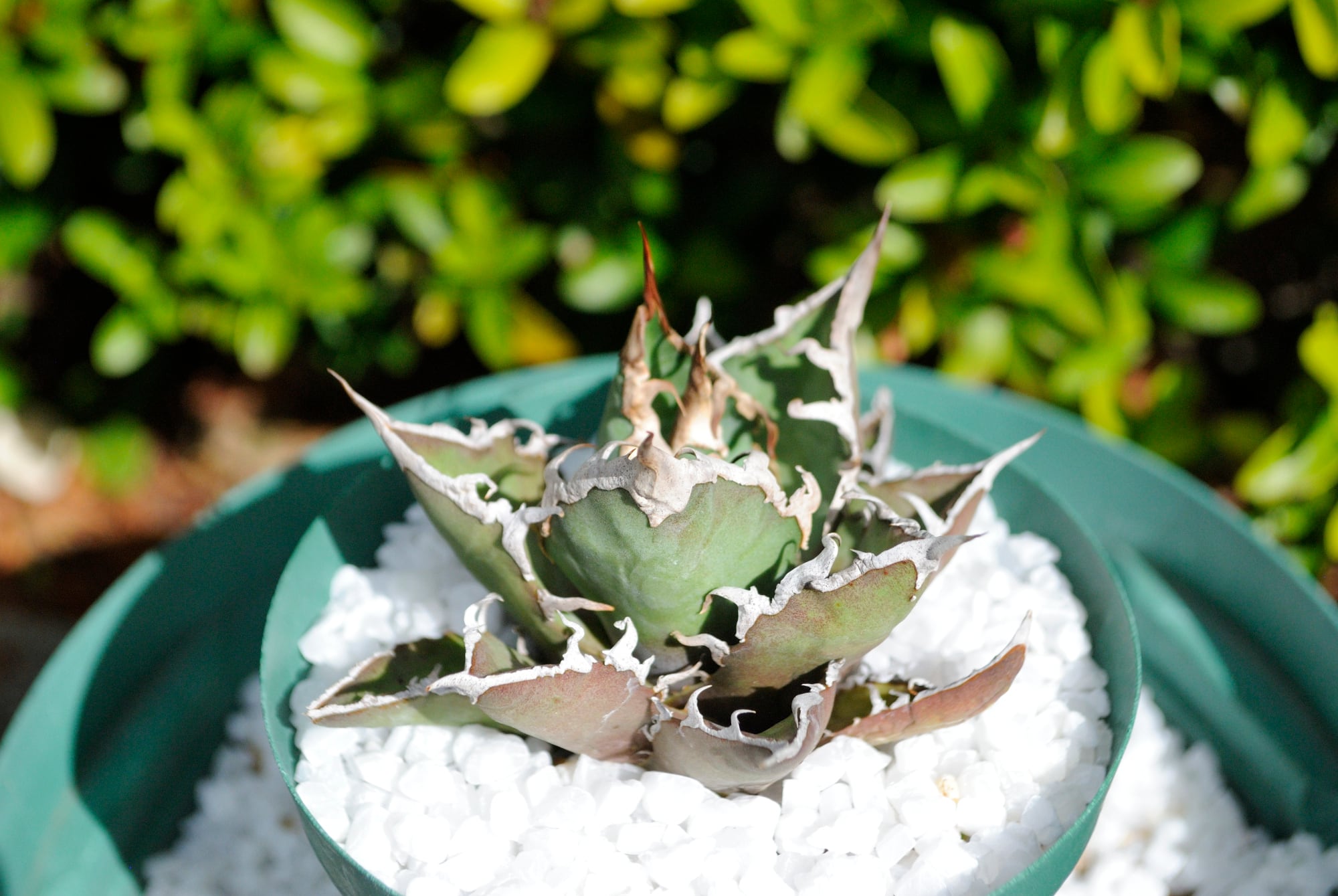 アガベ　チタノタ　シーザー　大株　活着済み　子株付き アガベ チタノタ シーザー 大株 活着済み 子株付き アガベチタノタ