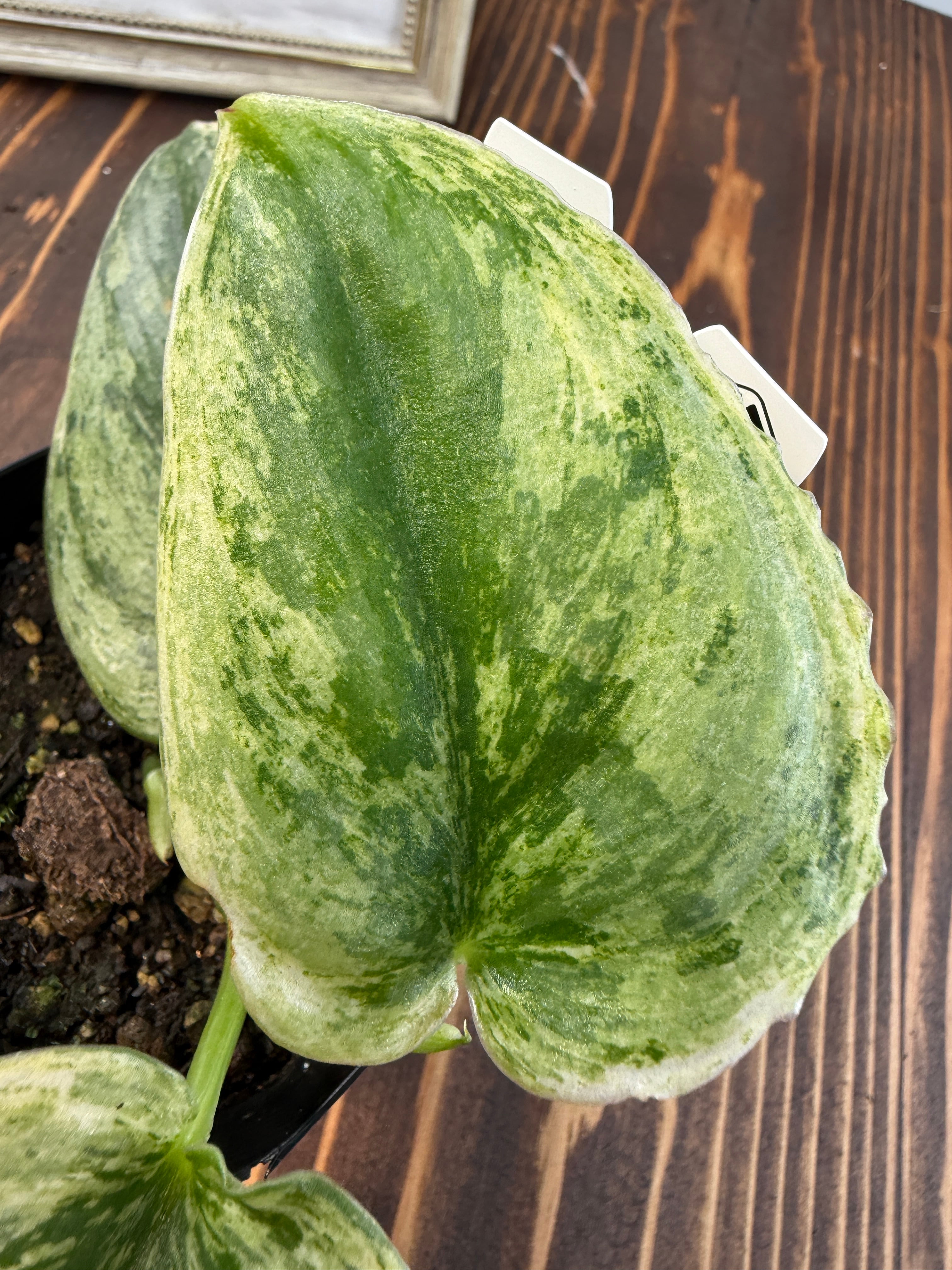 ☆1936【輝くホログラム】スキンダプサス エキゾチカ ホログラム(3.5号