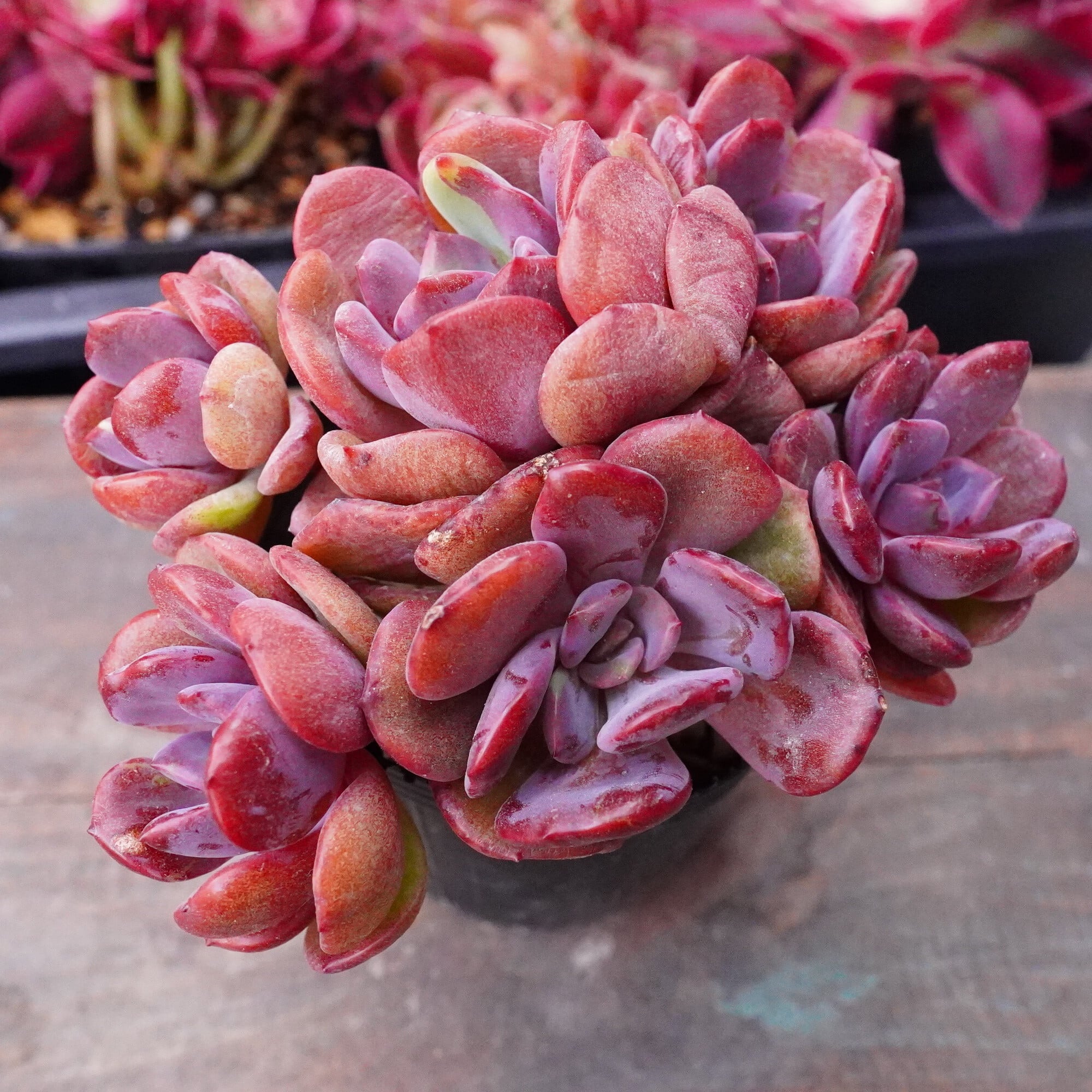 多肉植物 韓国苗 ゼスター 綴化＆ ゼスター錦 エケベリア ゼスター Echeveria 'Zestar'｜多肉植物図鑑 PUKUBOOK