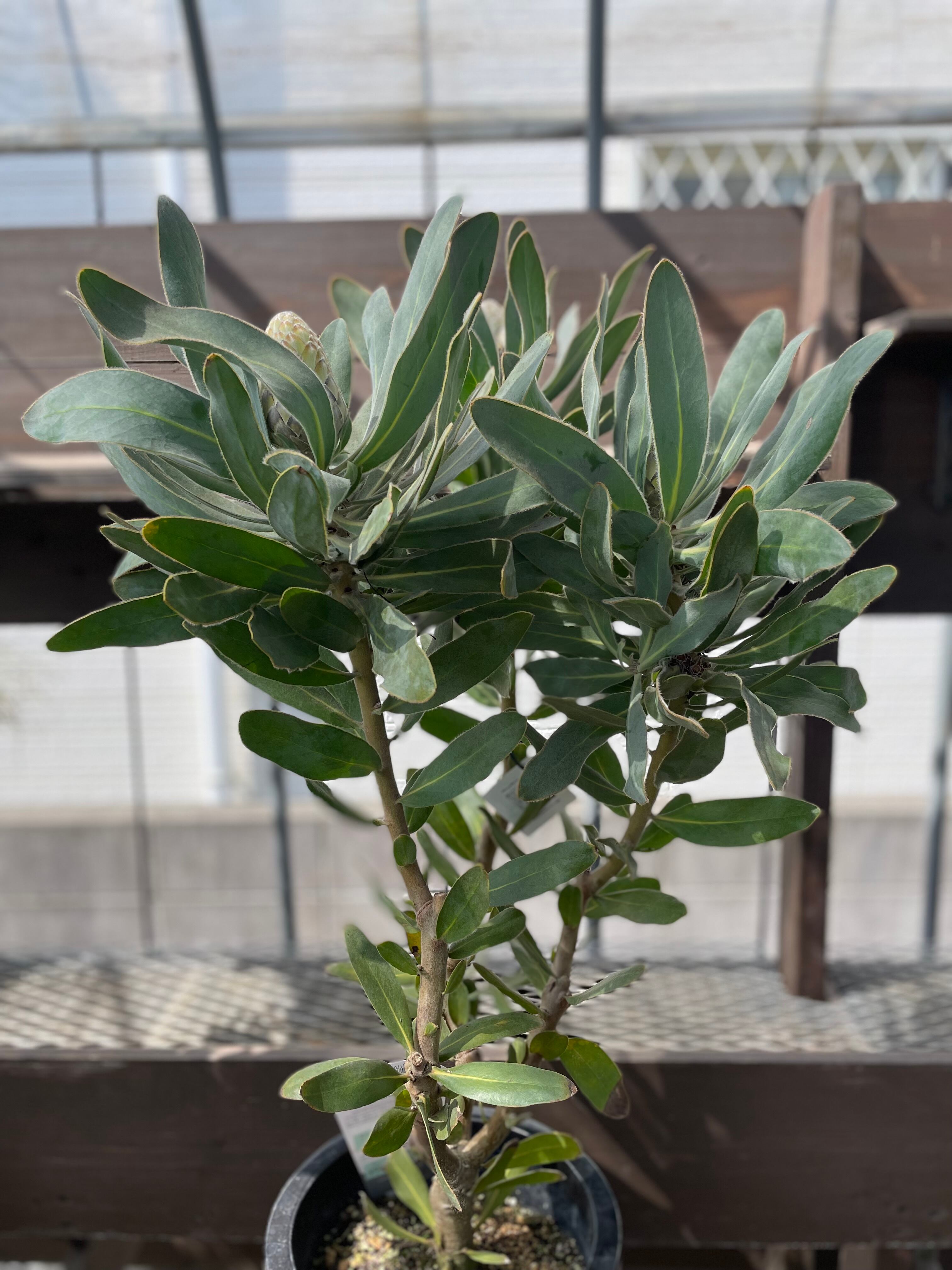 プロテア オーストラリスパッション | 沼ノ上農園