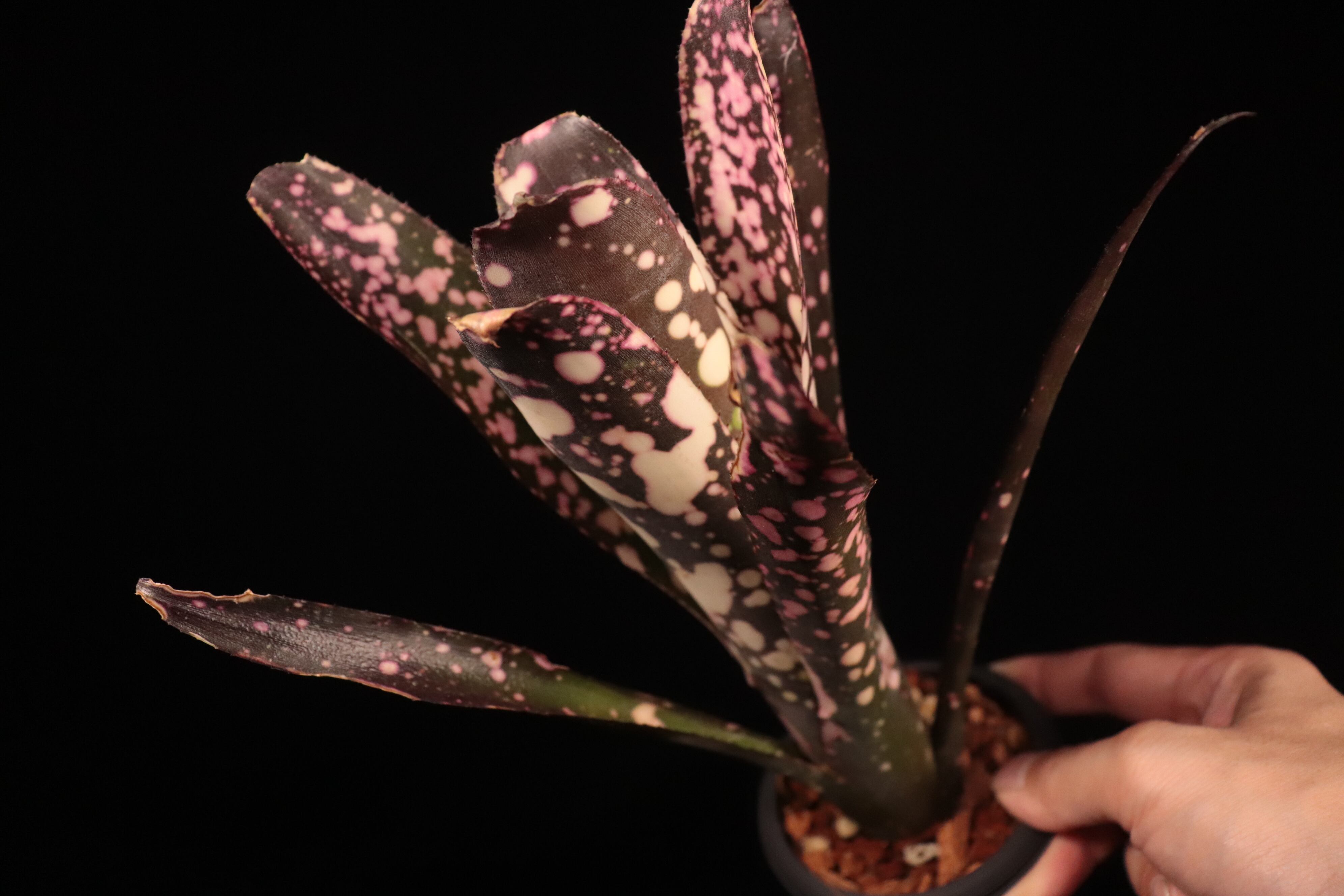 Billbergia 'Moulin Rouge'〔ビルベルギア〕B331 | plane plants