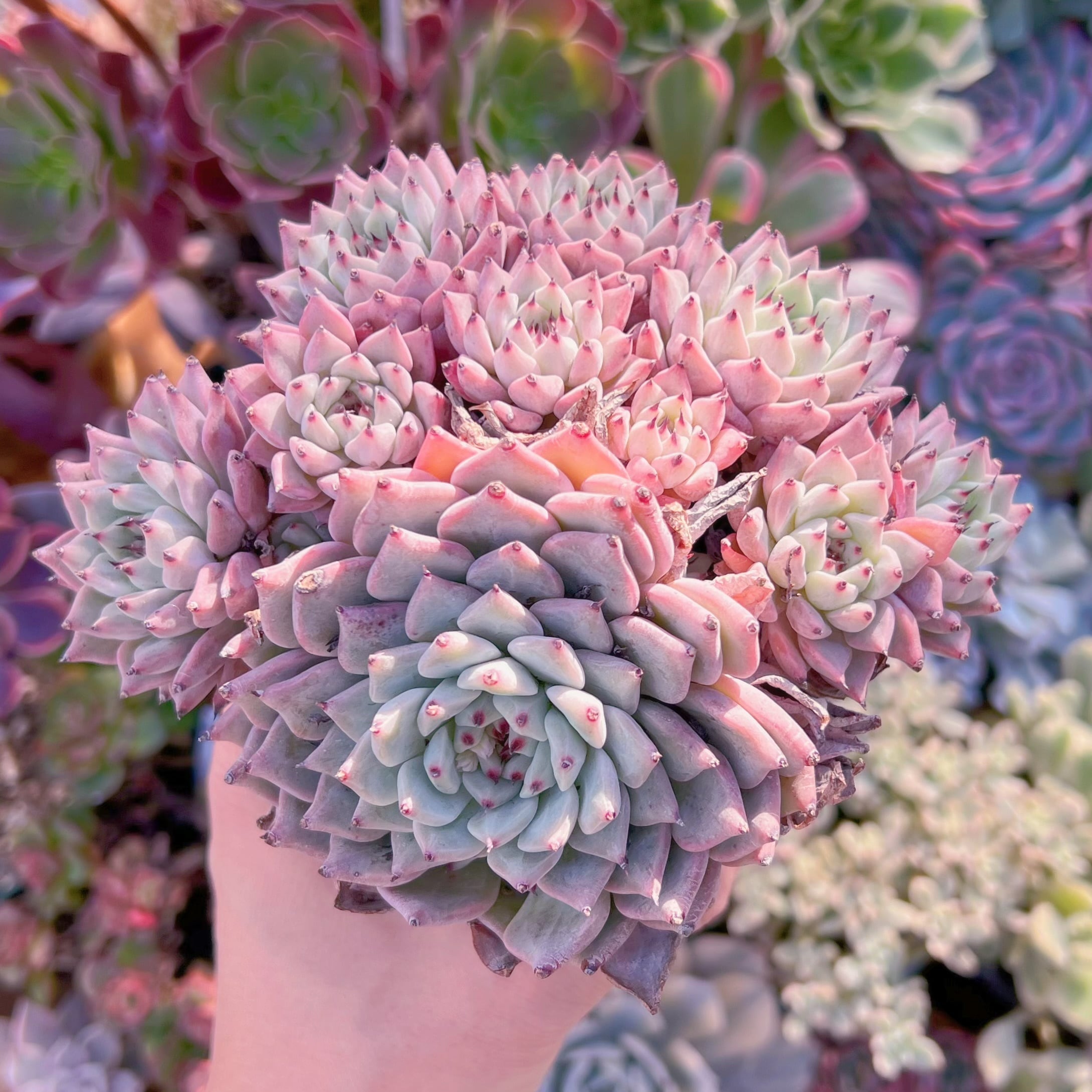 多肉植物 ザラゴーサ 特大群生 新入荷 | るる農園~多肉植物専門