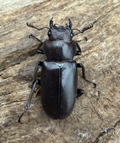 《メタリフェルホソアカ亜種フィナエ パープル系 69.5mm ペア》