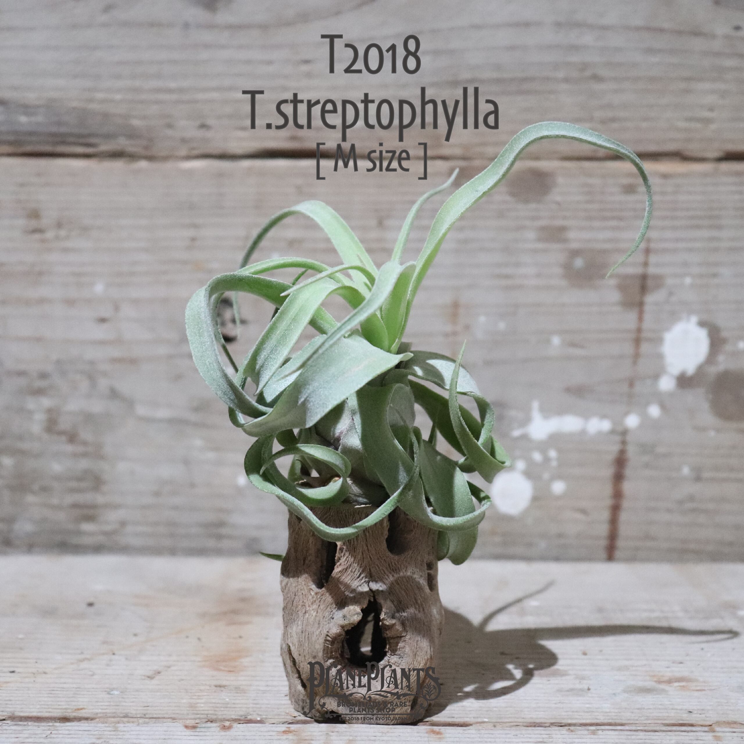 【送料無料】ストレプトフィラ M〔エアプランツ〕現品発送T2018
