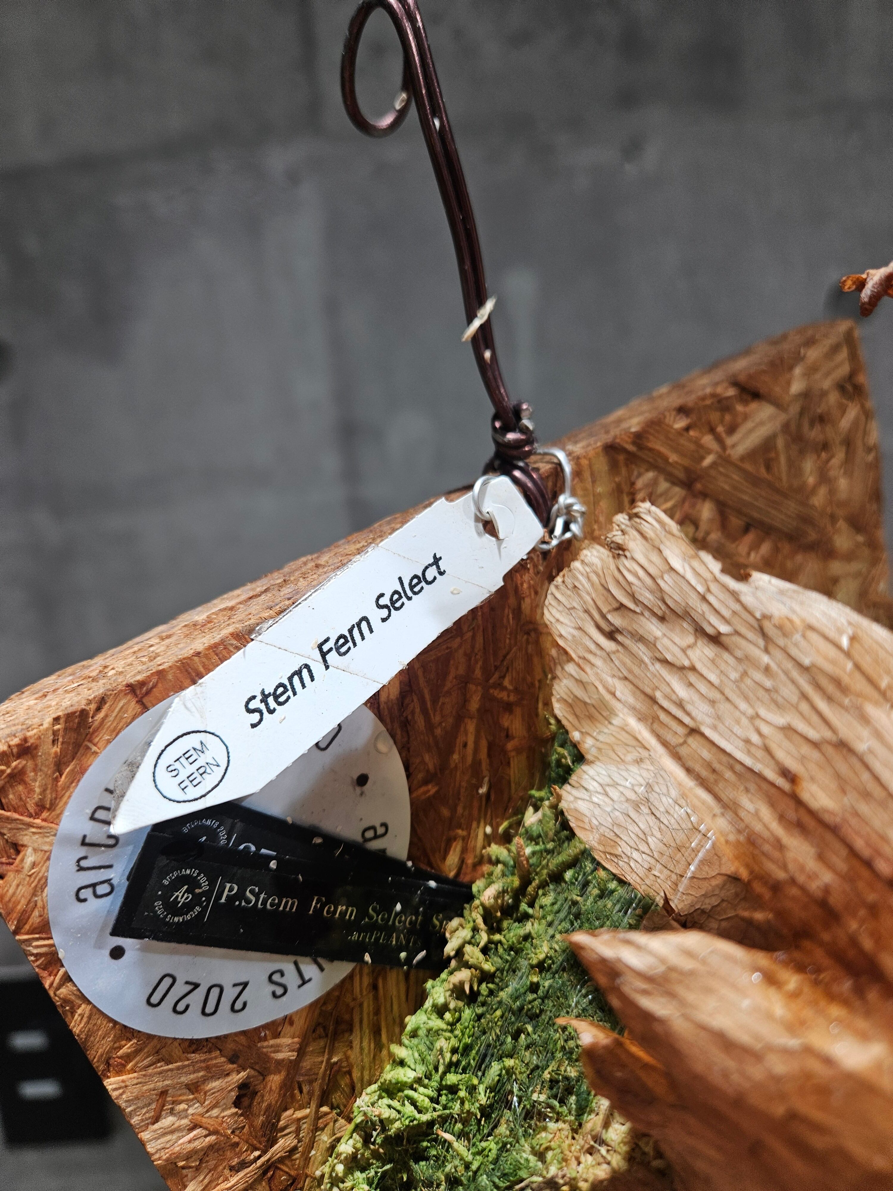 P.Stem Fern Select 【artPLANTs/PLANTS GARAGE】ビカクシダ