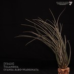 【送料無料】cyanea Albo-Marginata〔エアプランツ〕現品発送T3421