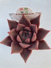 【現物商品】ロメオ x トバレンシス