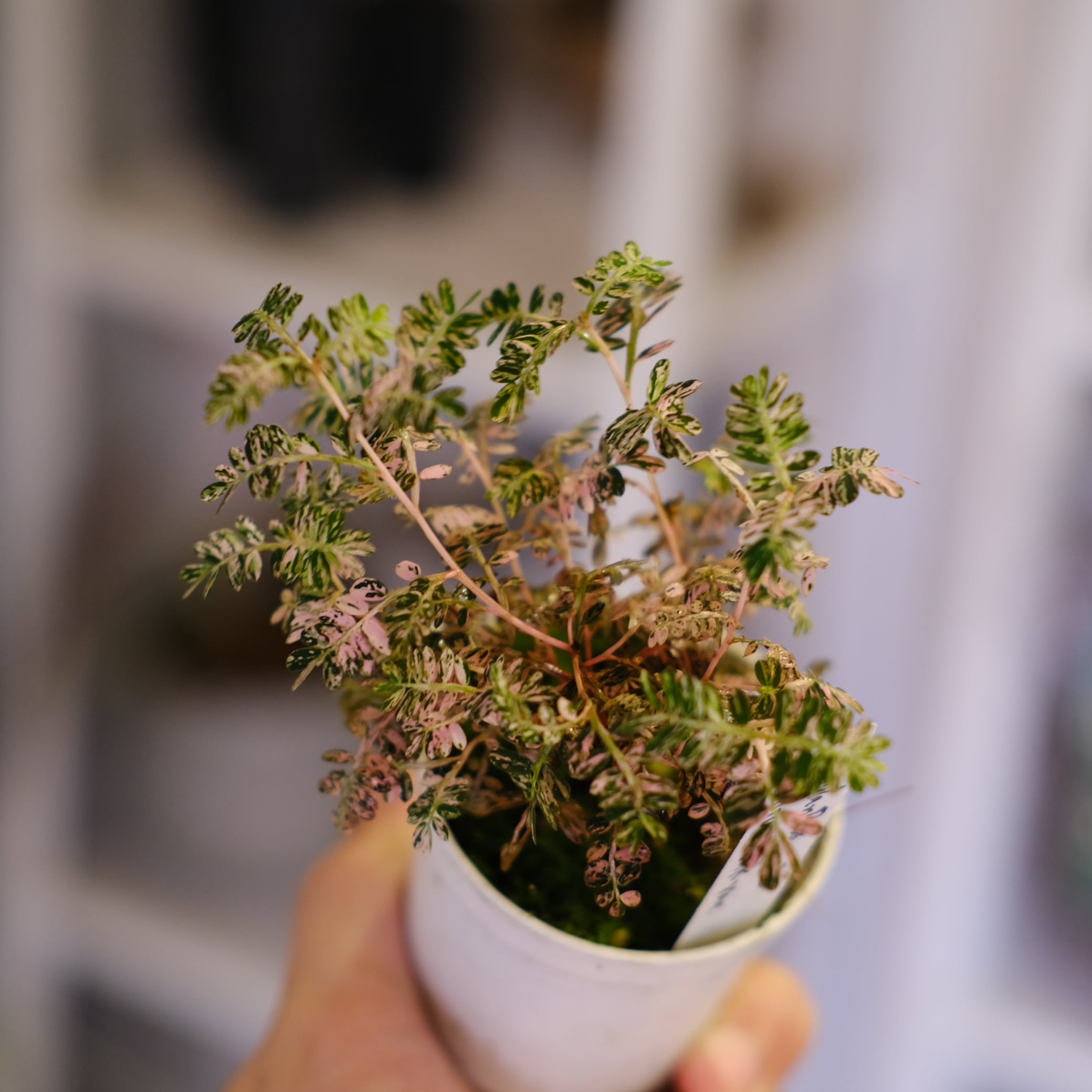 Phyllanthus urinaria 'Pink Variegated'│フィランサス・ウリナリア