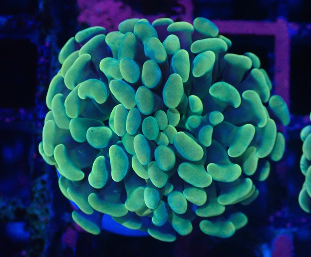 ParaAncora YellowGreen 9
