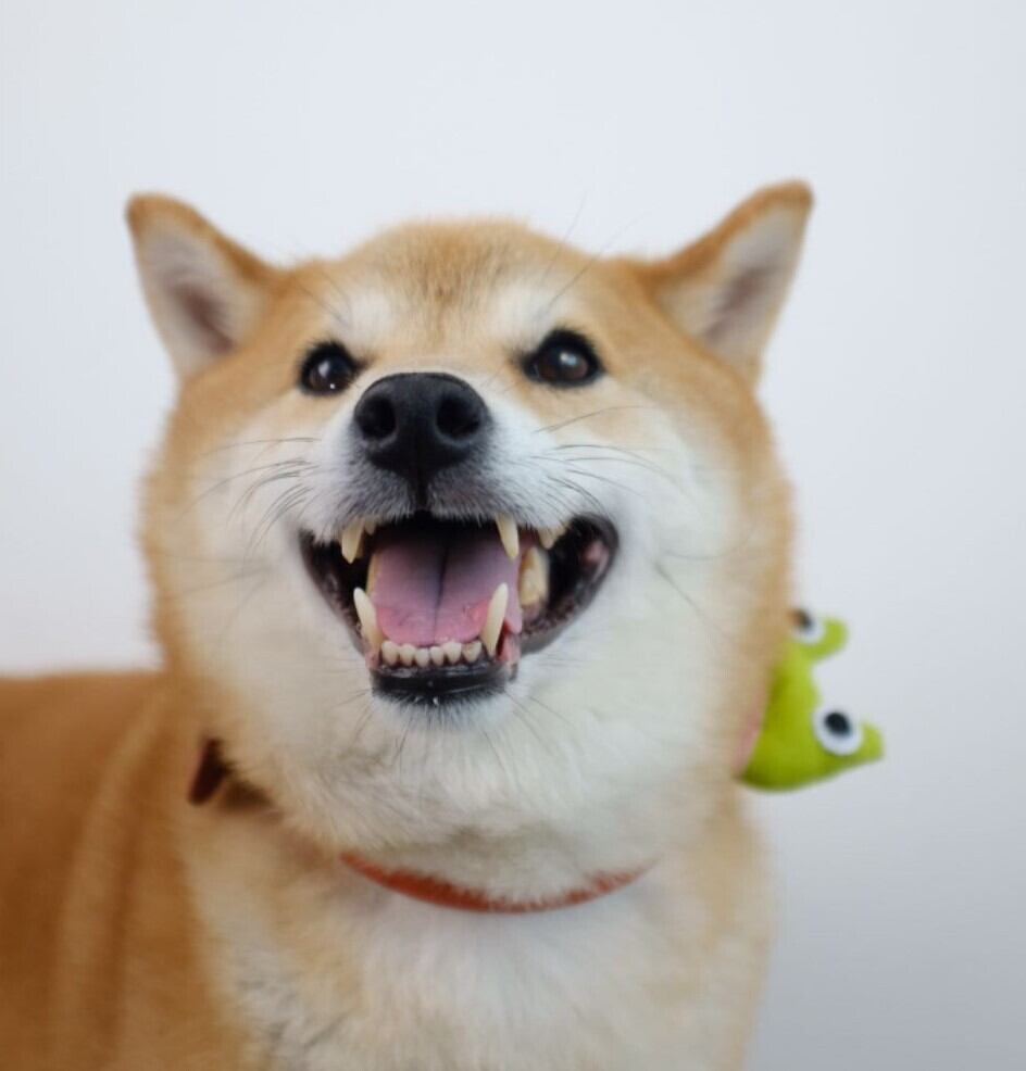 即納【hikoinu】Frog