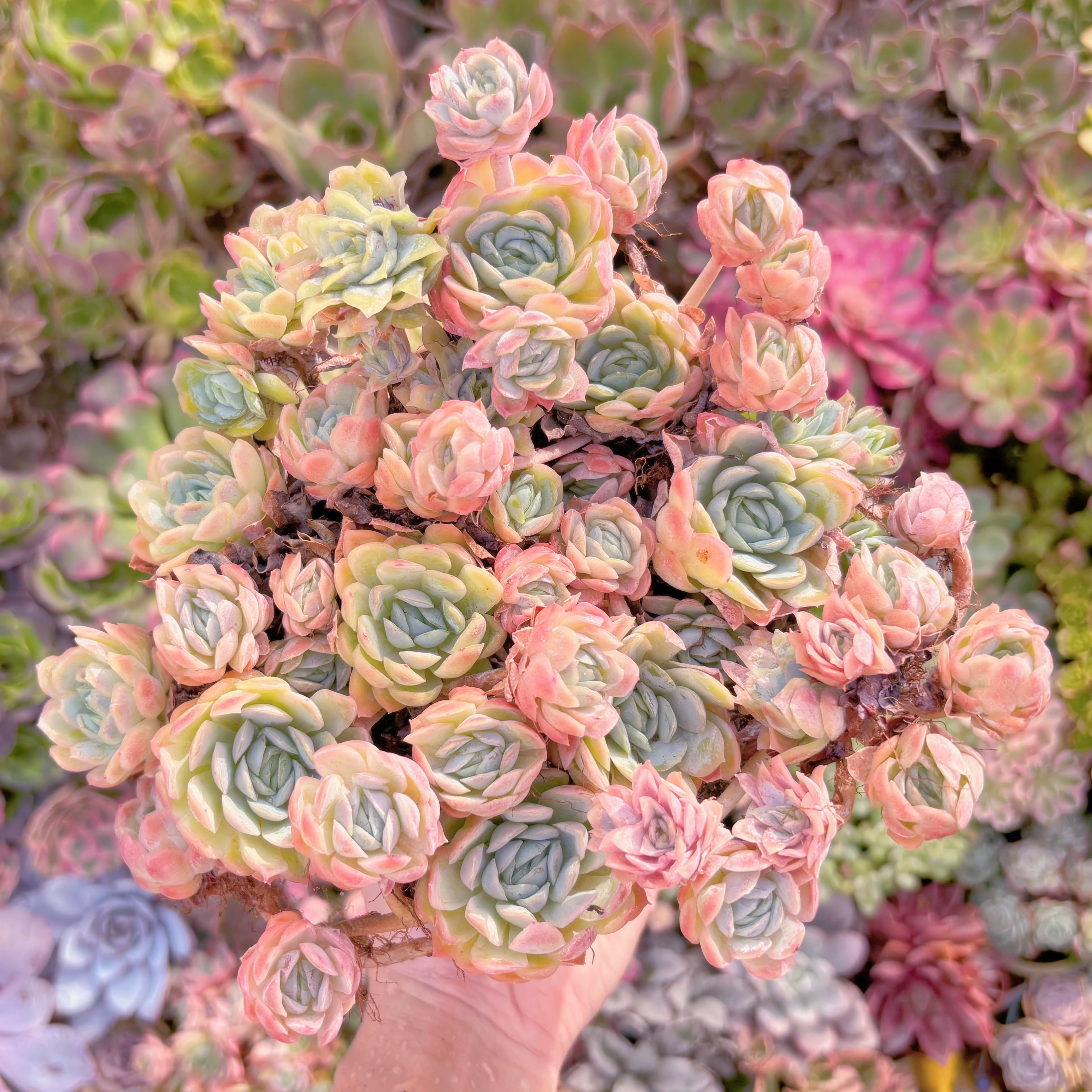 現品　クィーンローズ覆輪錦#A013　大群生　るる農園