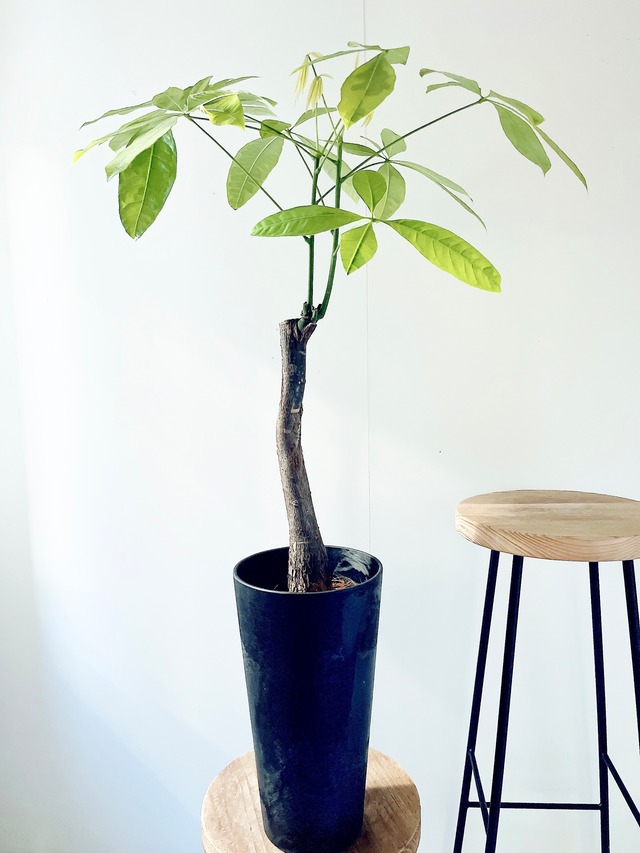 《希少》パキラ ムーンライト アートストーンポット 観葉植物 calm cafe