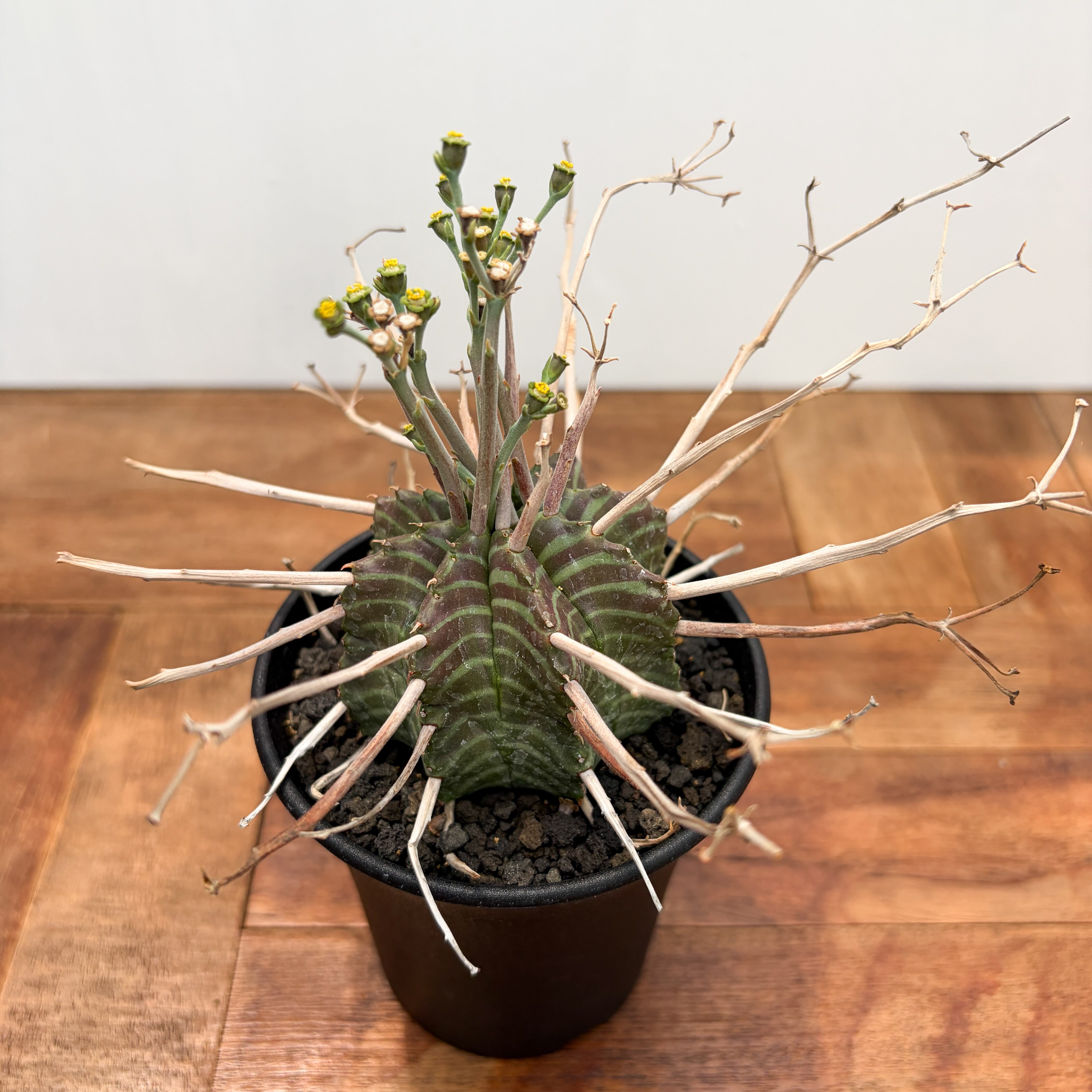 Euphorbia valida【ユーフォルビア・強棘バリダ】 | RIMO'S GREEN