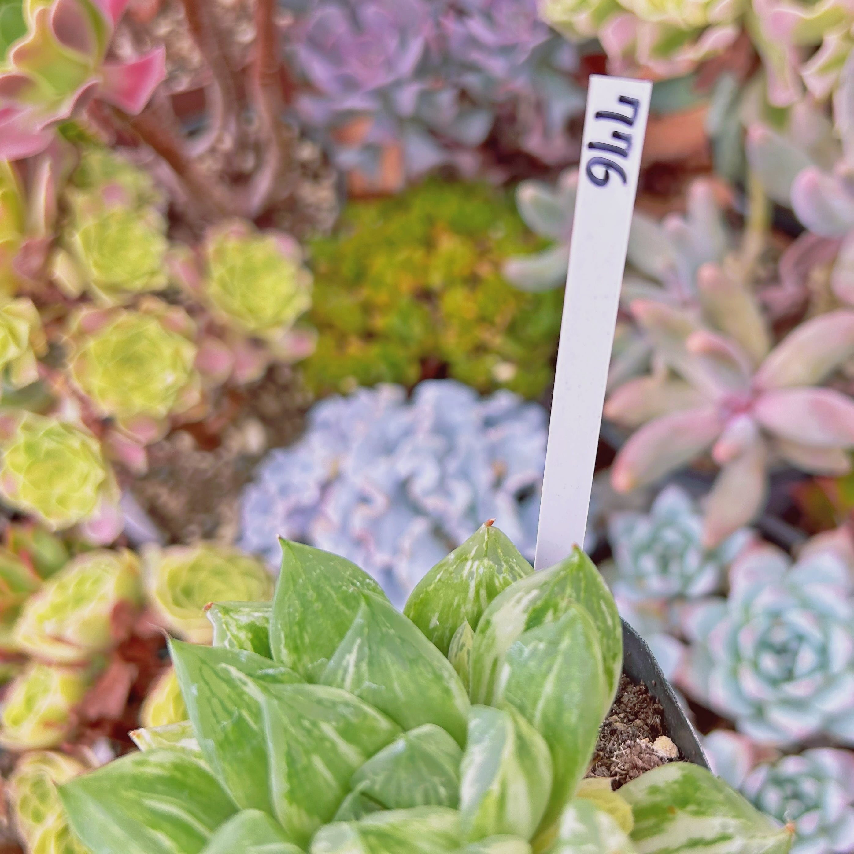 776現物 多肉植物 宝草錦 抜き苗 | るる農園~多肉植物専門