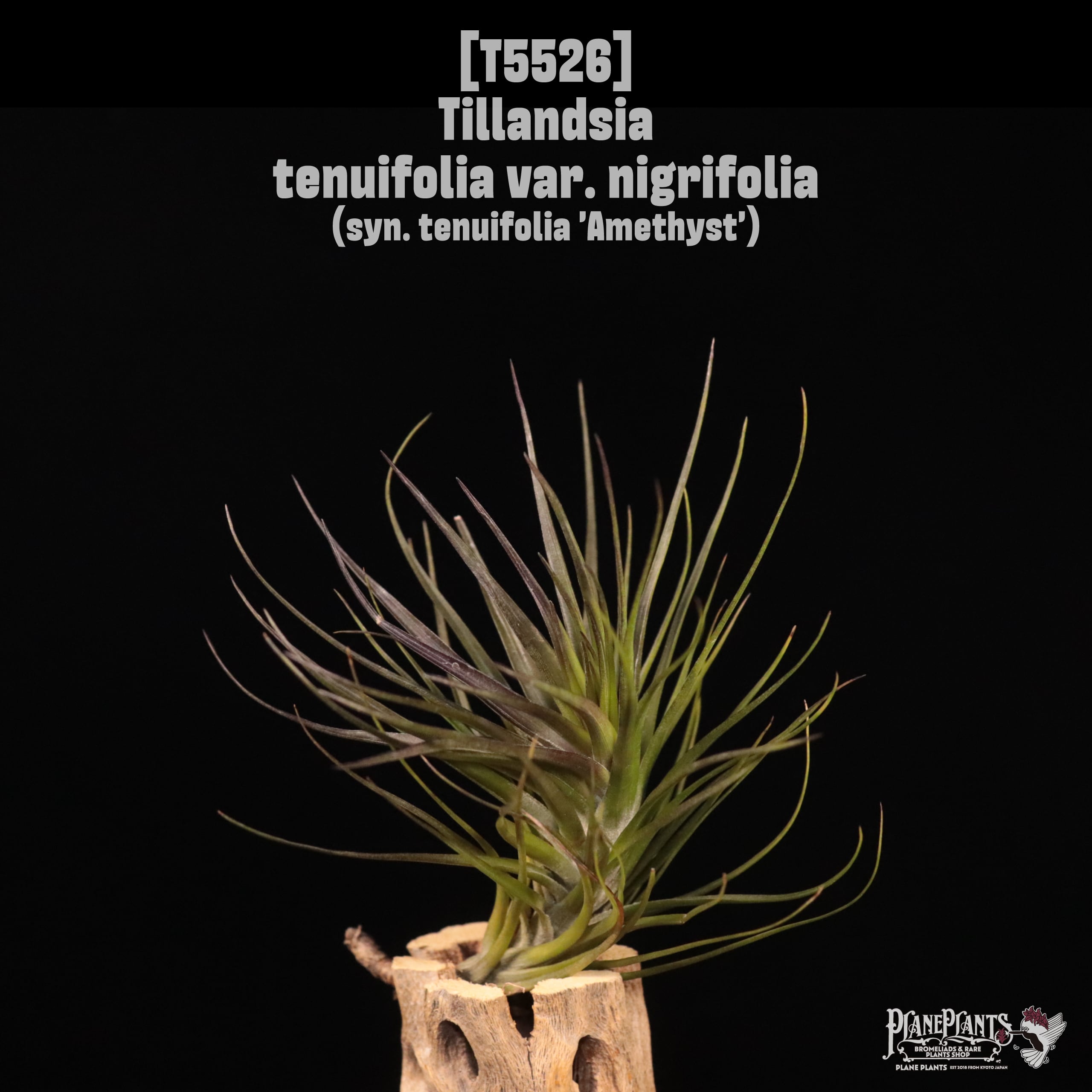 □ IN STOCK [販売中商品] | plane plants