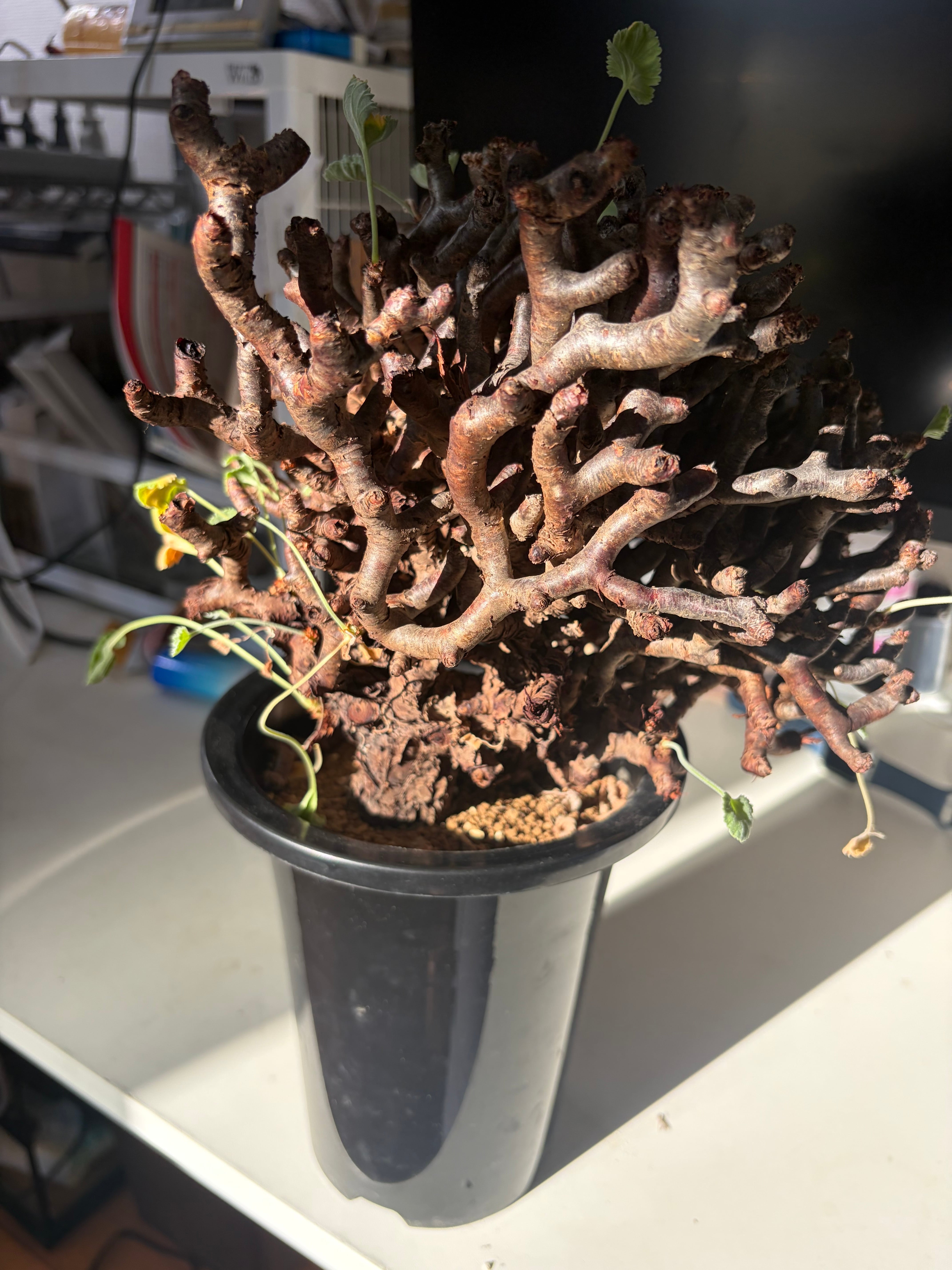 メデューサの剛毛髪のようなペラルゴニウム ミラビレ 塊根植物