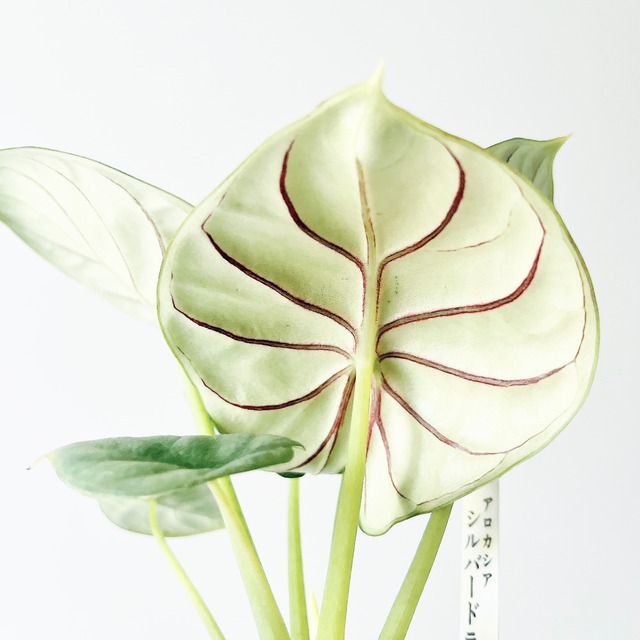 初入荷 アロカシア・シルバードラゴン｜希少種 観葉植物 calm cafe