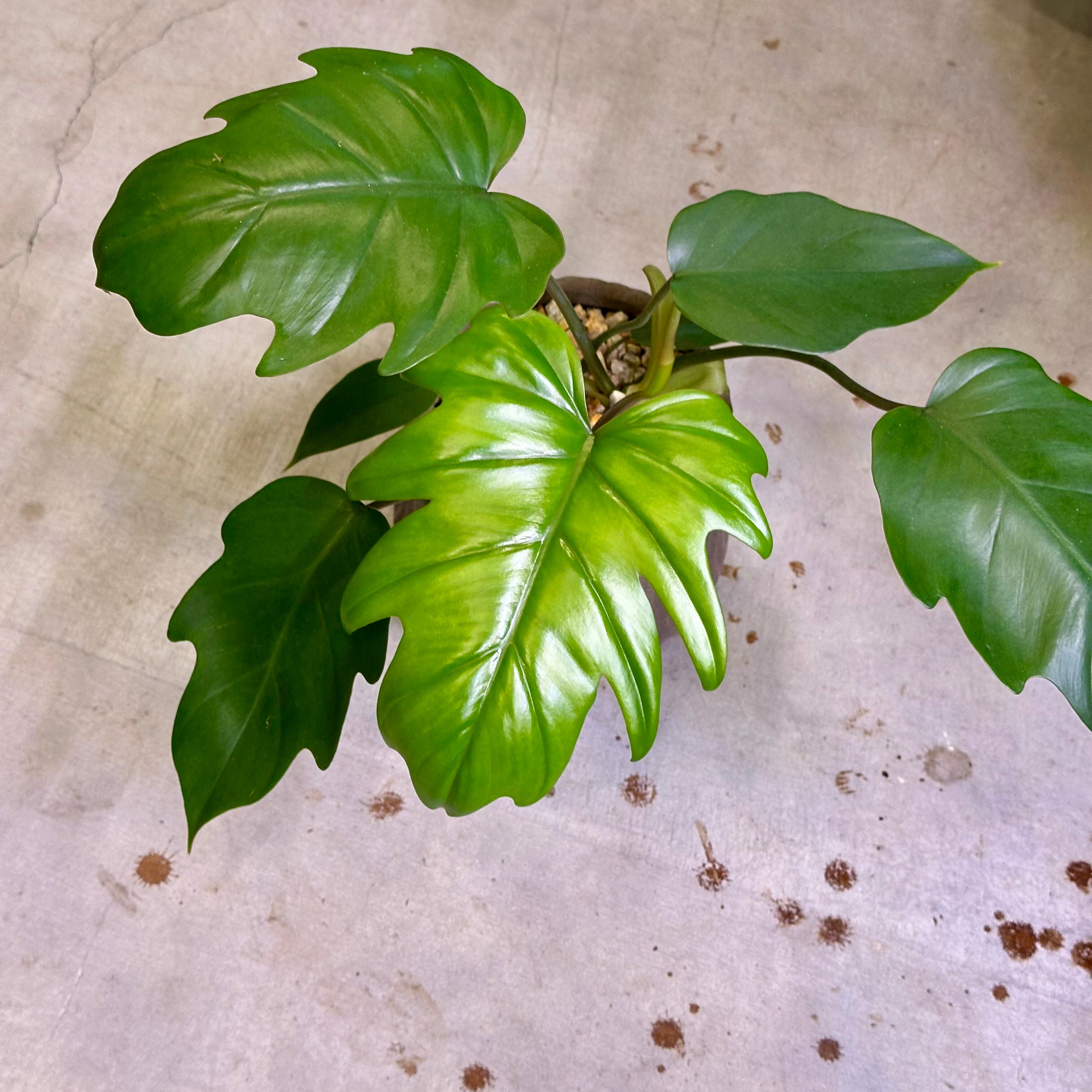 フィロデンドロン・マヨイ | barrelplants_BONSAI
