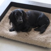 BUDDY BED BLACK