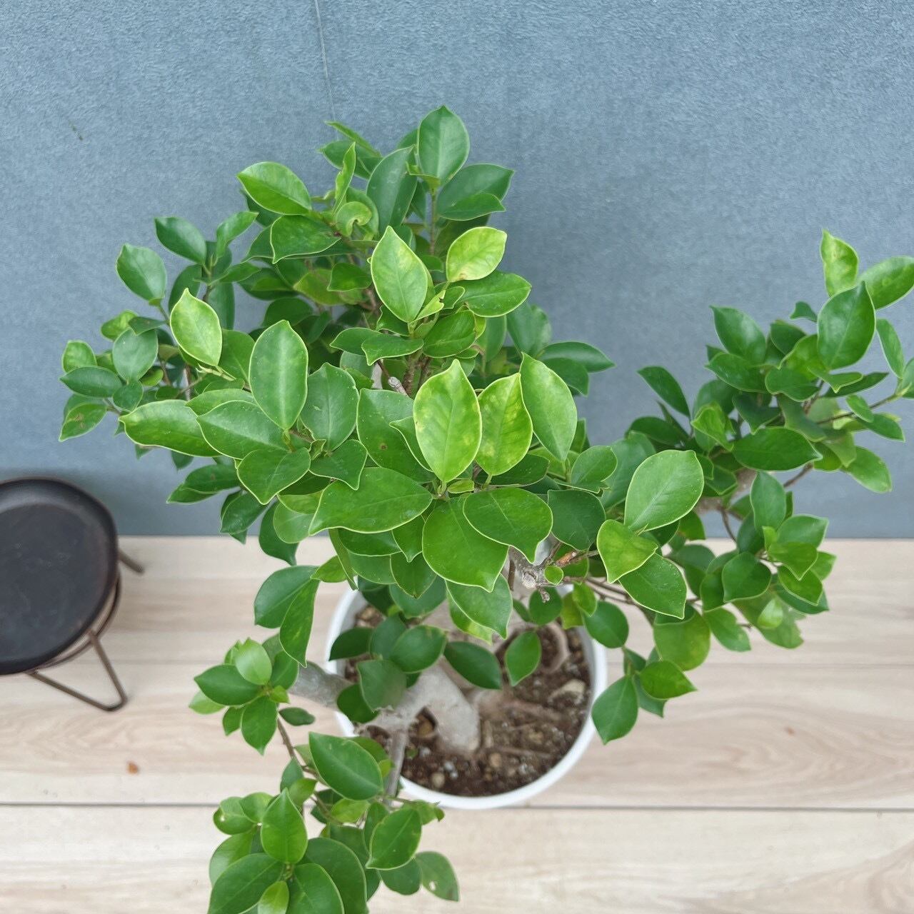 ［現品］91番　ガジュマル　8号　観葉植物　室内　大型　幹太 現品］91番 ガジュマル 8号 観葉植物 室内 大型 幹太 | PF green