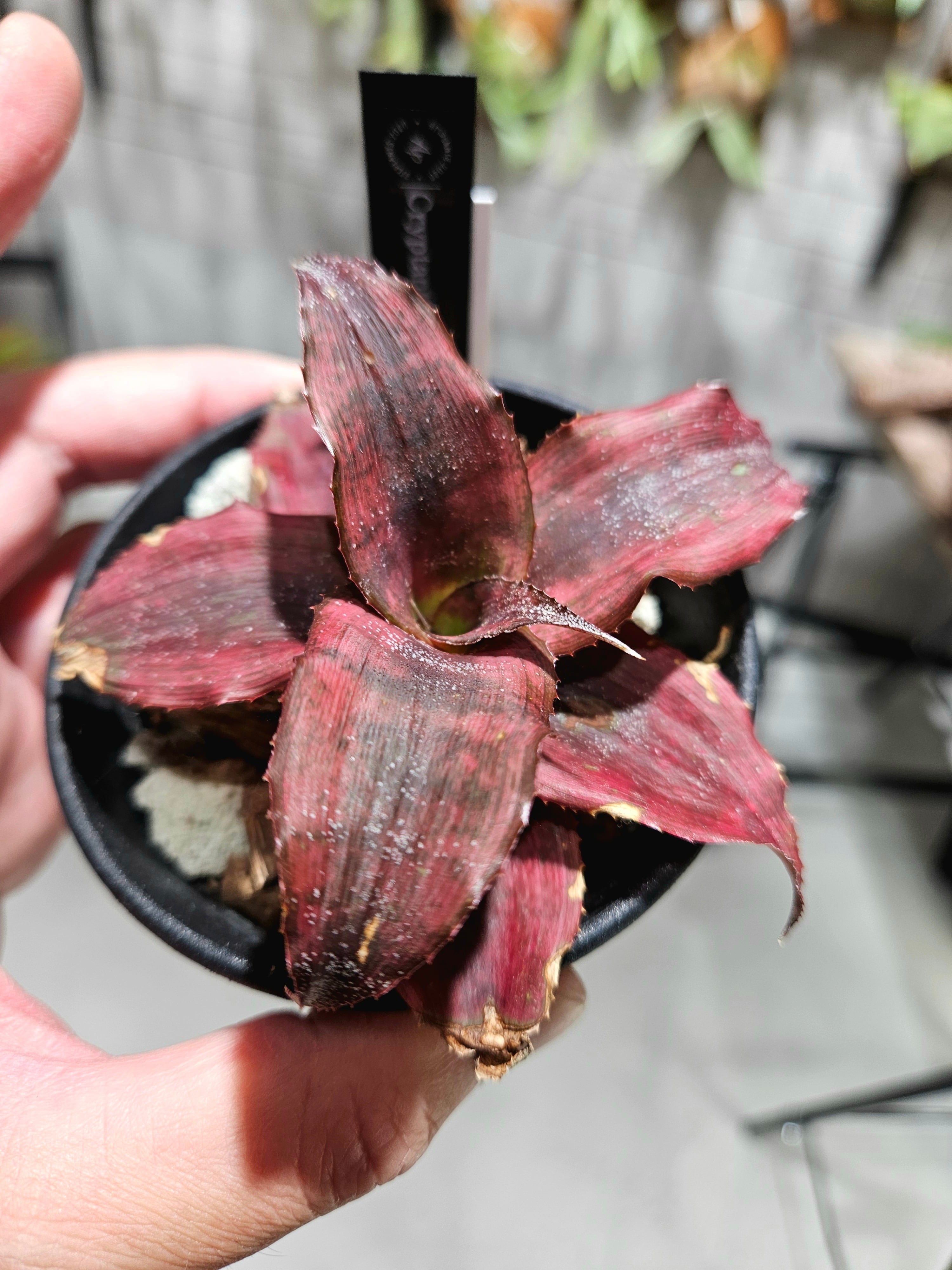 Cryptanthus Ann Callings 【artPLANTs/PLANTS GARAGE