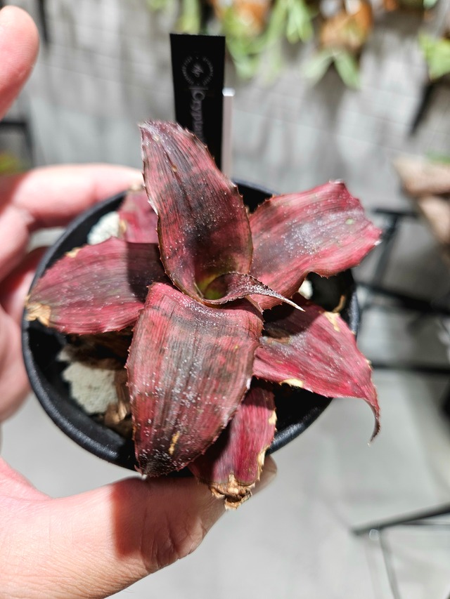 Cryptanthus Ann Callings 【artPLANTs/PLANTS GARAGE】 クリプタンサス/ブロメリア