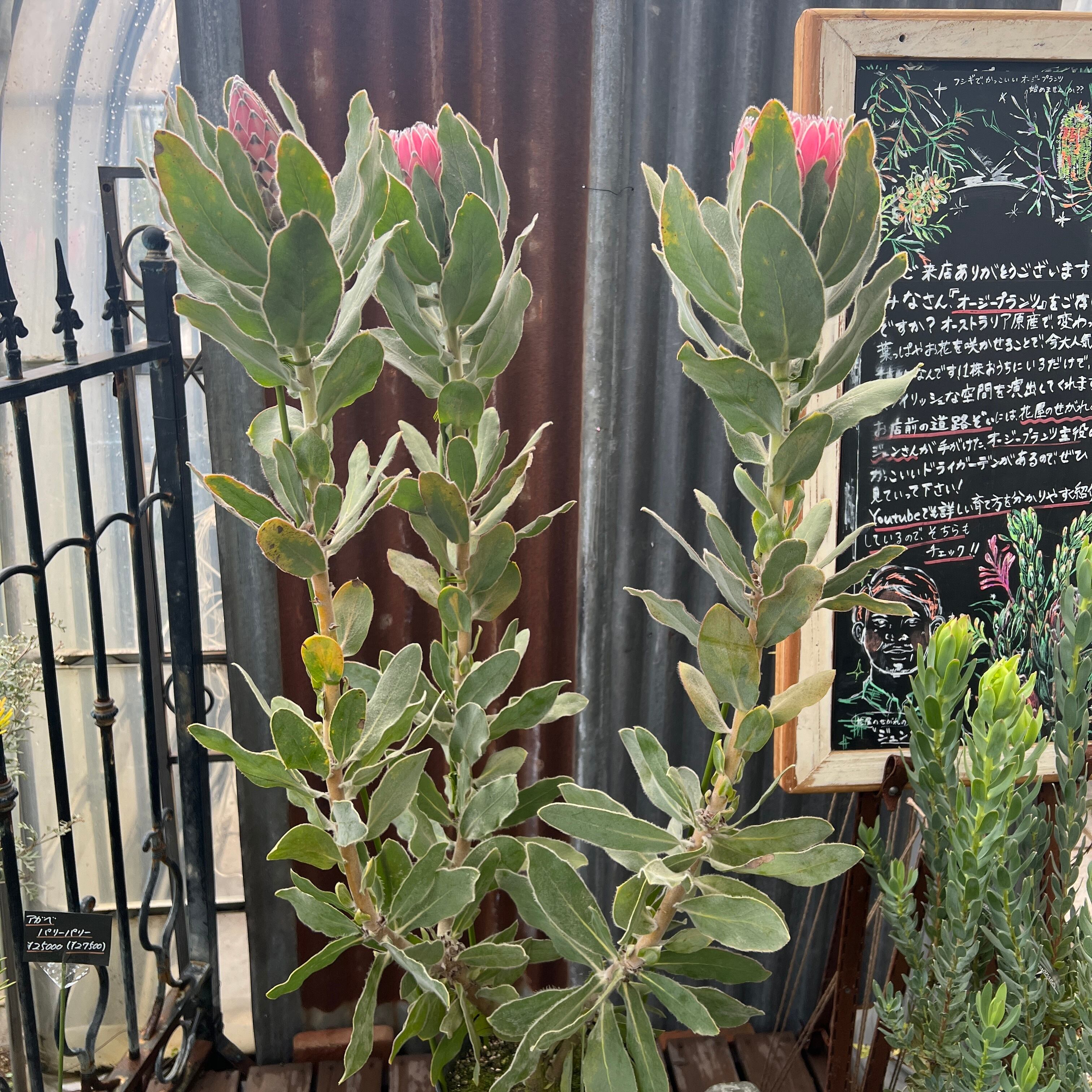 プロテア ピンクプリンセス（3F） | 沼ノ上農園