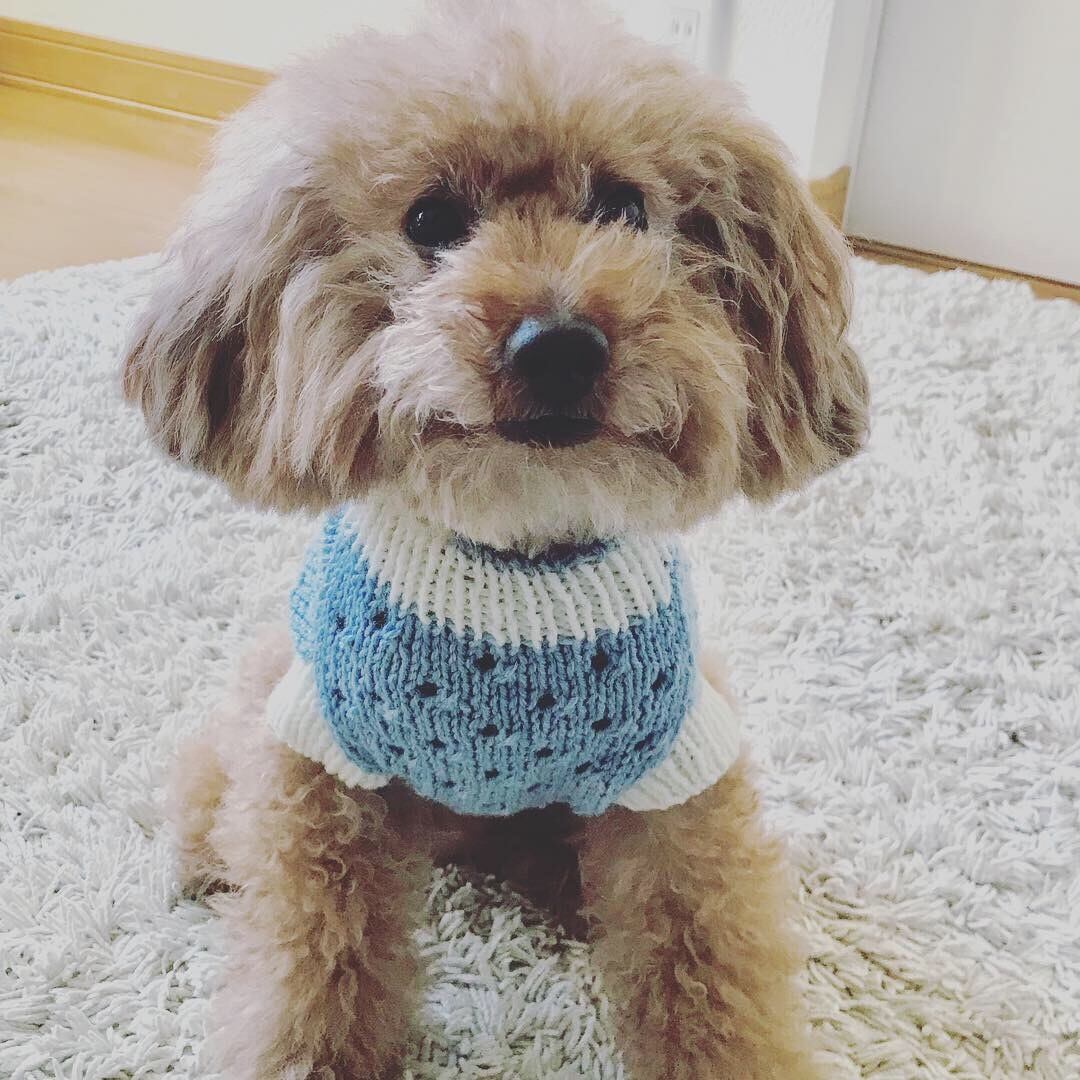 手編み 犬用セーター 透かし編みニット | nikomamaknit